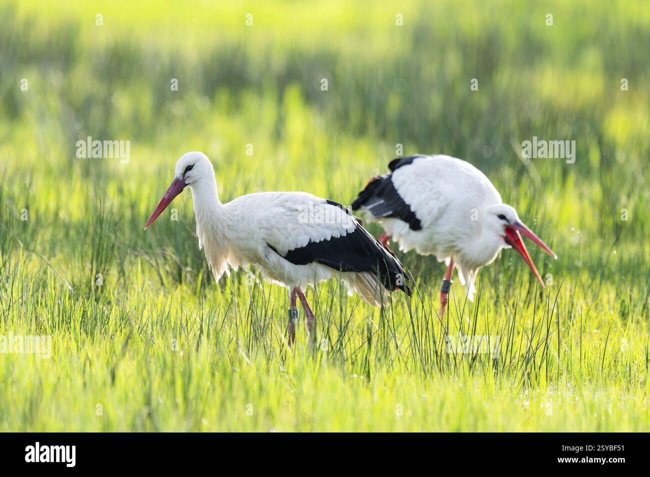 Cigognes blanches (Ciconia ciconia) buvant dans un pré, basse-Saxe, Allemagne, Europe Banque D'Images