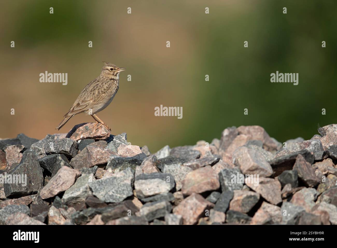 Chantant Lark crêpé (Galerida cristata) perché sur un tas de pierres Banque D'Images