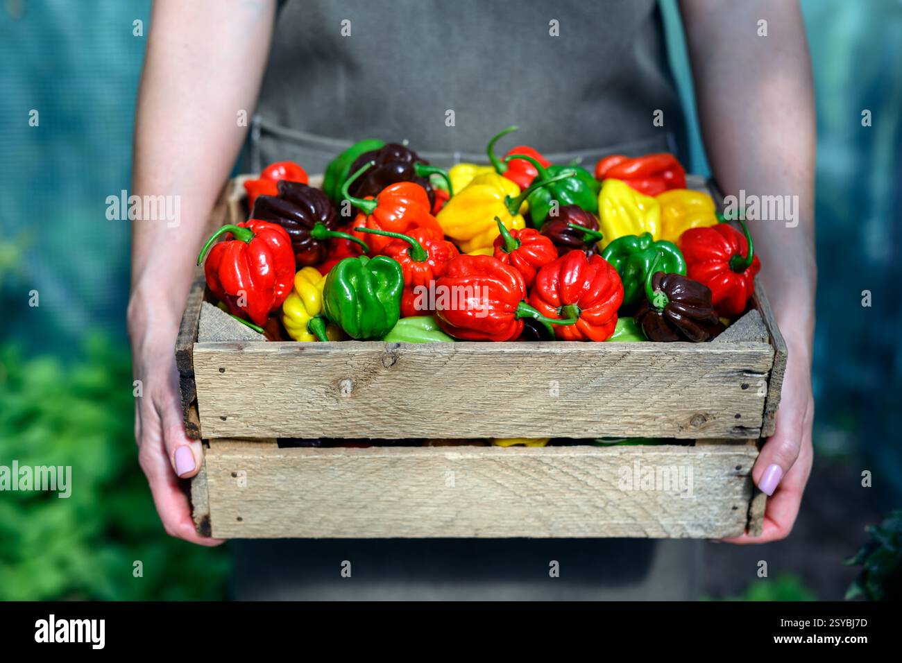 Boîte en bois remplie de poivrons habanero multicolores mûrs (capsicum chinense) dans les mains des agriculteurs. Les poivrons mexicains très chauds se rapprochent Banque D'Images