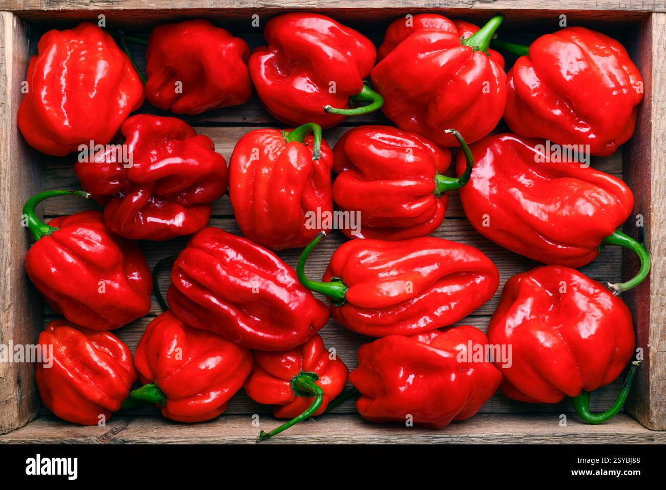 Boîte en bois remplie de poivrons habanero rouges mûrs (capsicum chinense) gros plan. Poivrons mexicains très chauds Banque D'Images