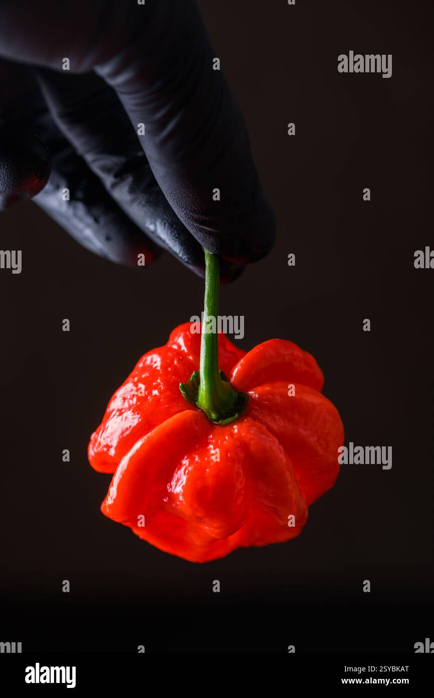 Tenant le poivre rouge habanero frais (capsicum chinense) dans la main dans un gant protecteur sur fond noir. Les poivrons mexicains très chauds se rapprochent Banque D'Images