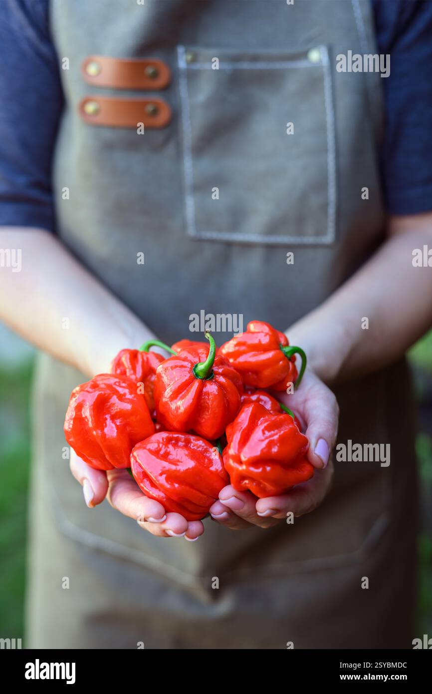 Agricultrice tenant des poivrons rouges habanero frais (capsicum chinense) dans ses mains. Poivrons mexicains très chauds Banque D'Images
