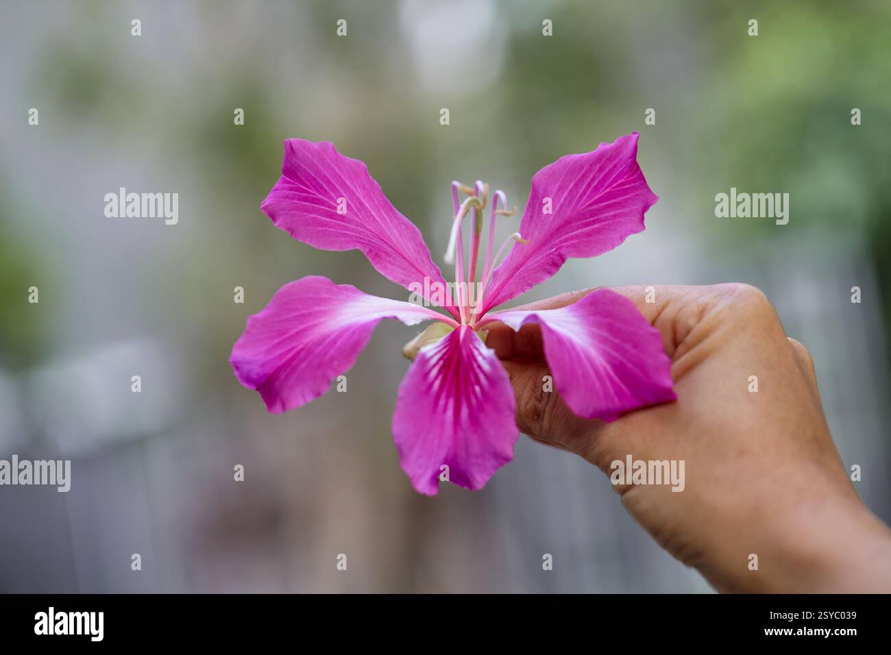 Vue rapprochée de la main tenant l'arbre d'orchidée rose Banque D'Images