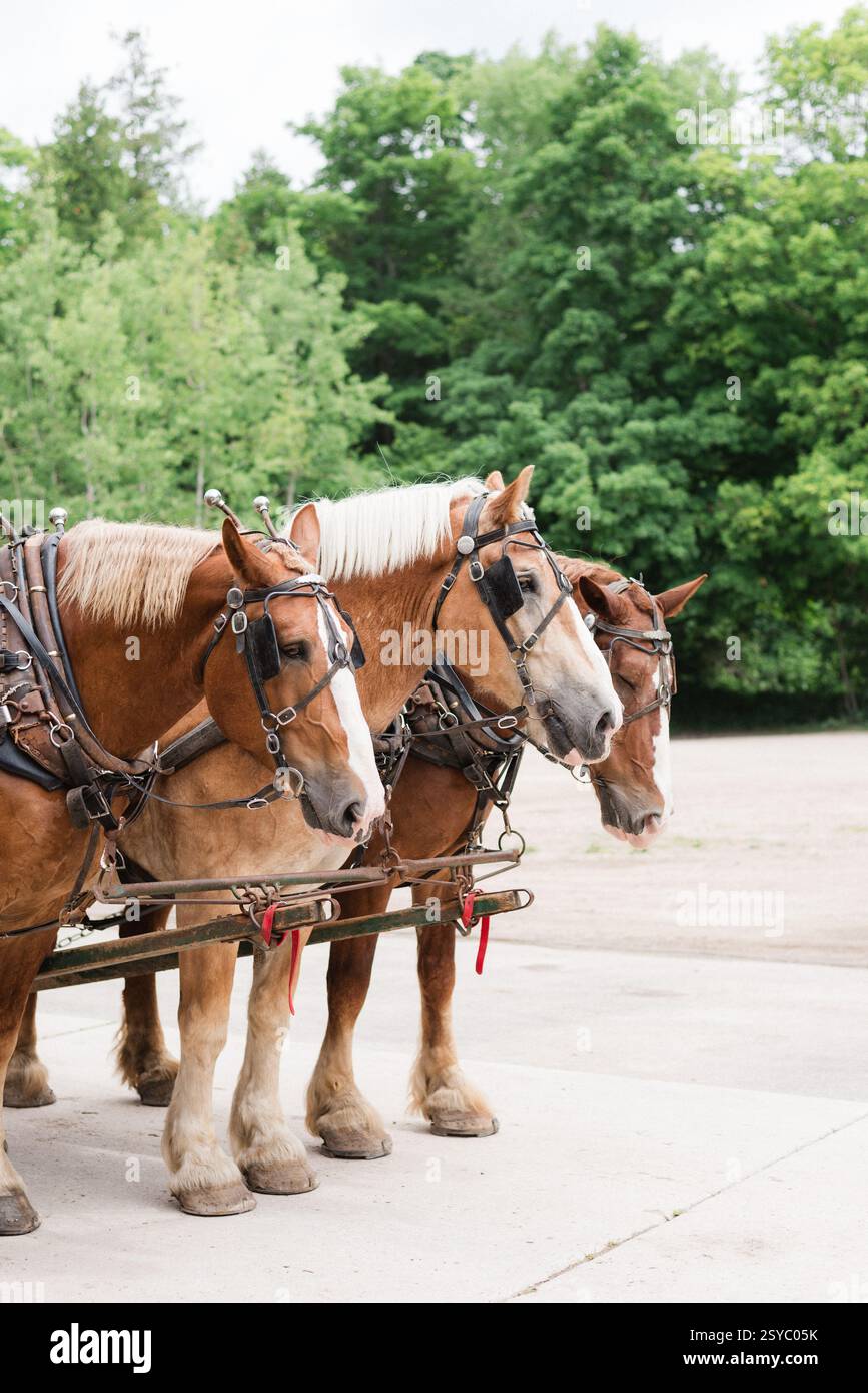 Une équipe de chevaux de trait Banque D'Images