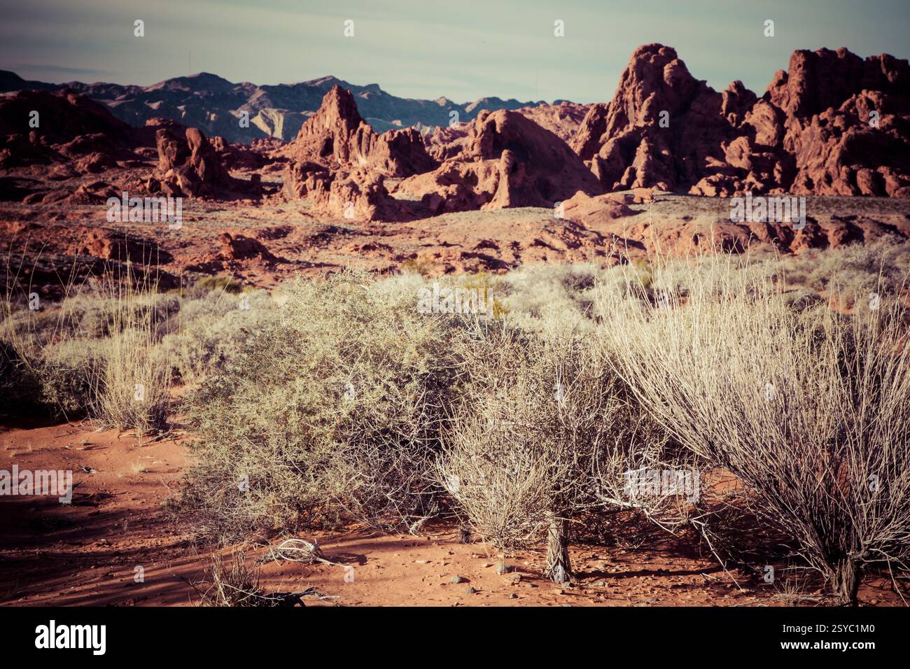 Paysage désertique avec quelques buissons et rochers. Les buissons sont clairsemés et les rochers sont grands Banque D'Images