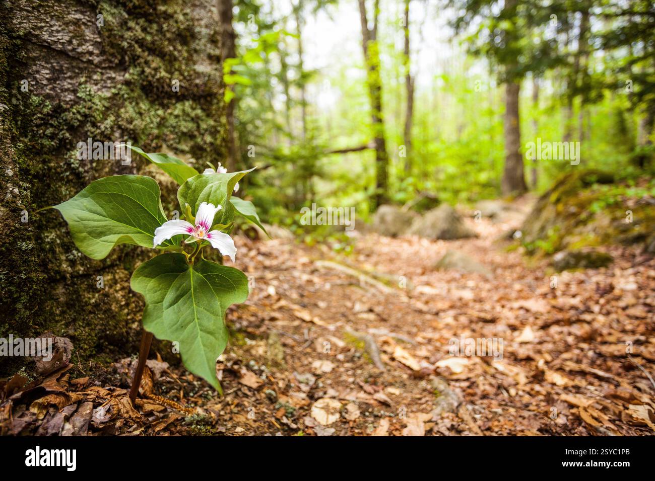 L'éphémère Trillium peint fleur sauvage fleurit au printemps Banque D'Images