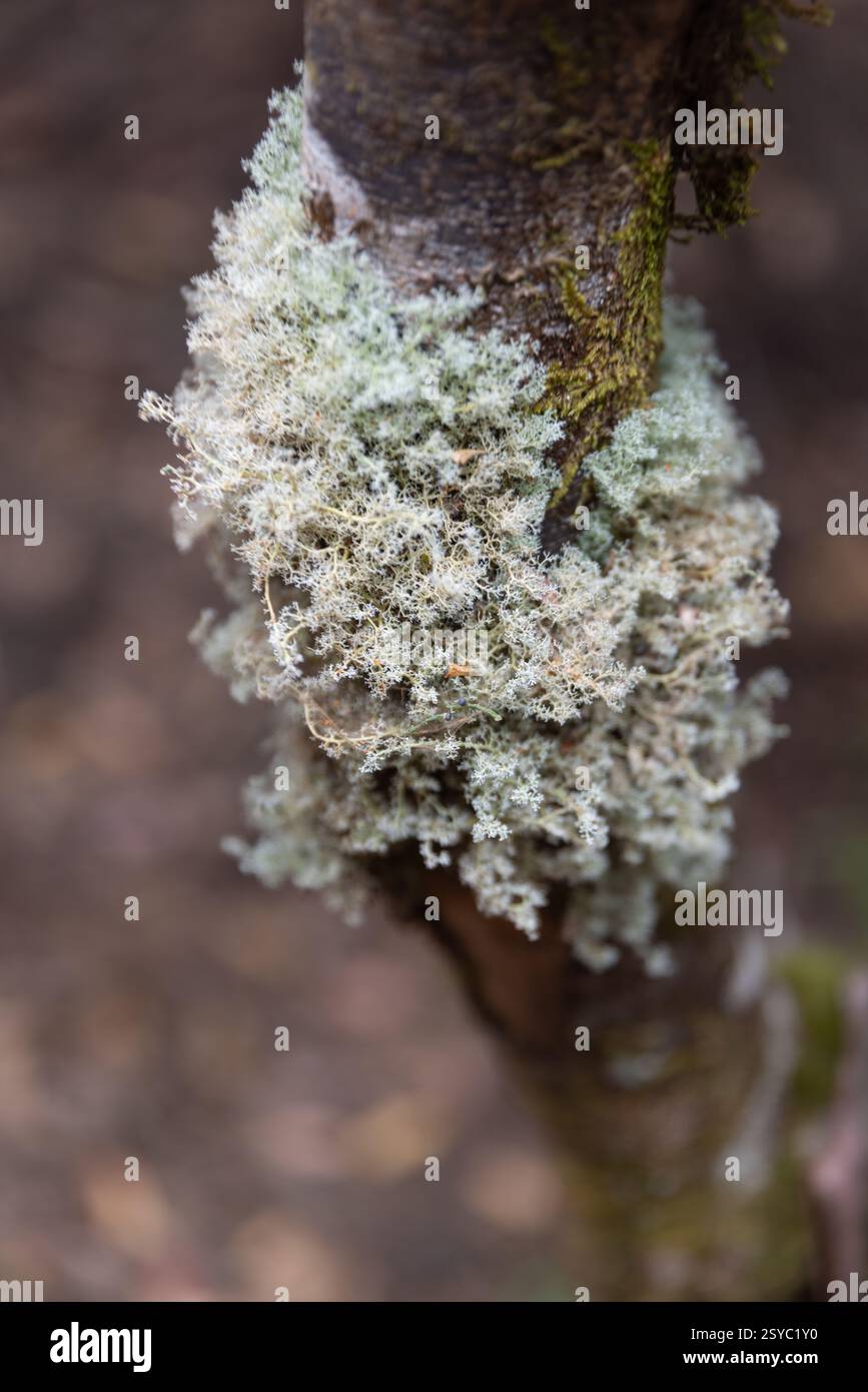 Gros plan sur le lichen de la barbe du vieil homme poussant sur l'écorce d'arbre dans la forêt Banque D'Images