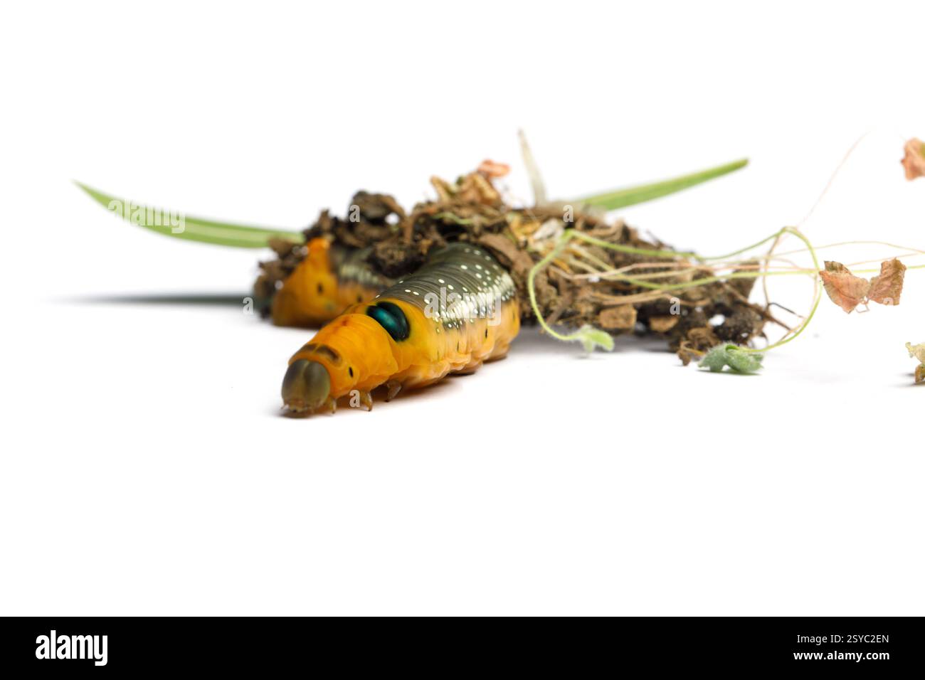 Tête jaune de chenille Oleander Hawk Moth ou Daphnis nerii sur fond blanc Banque D'Images