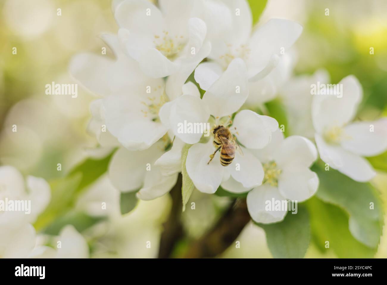 Gros plan d'une abeille collectant le pollen d'une fleur blanche Banque D'Images