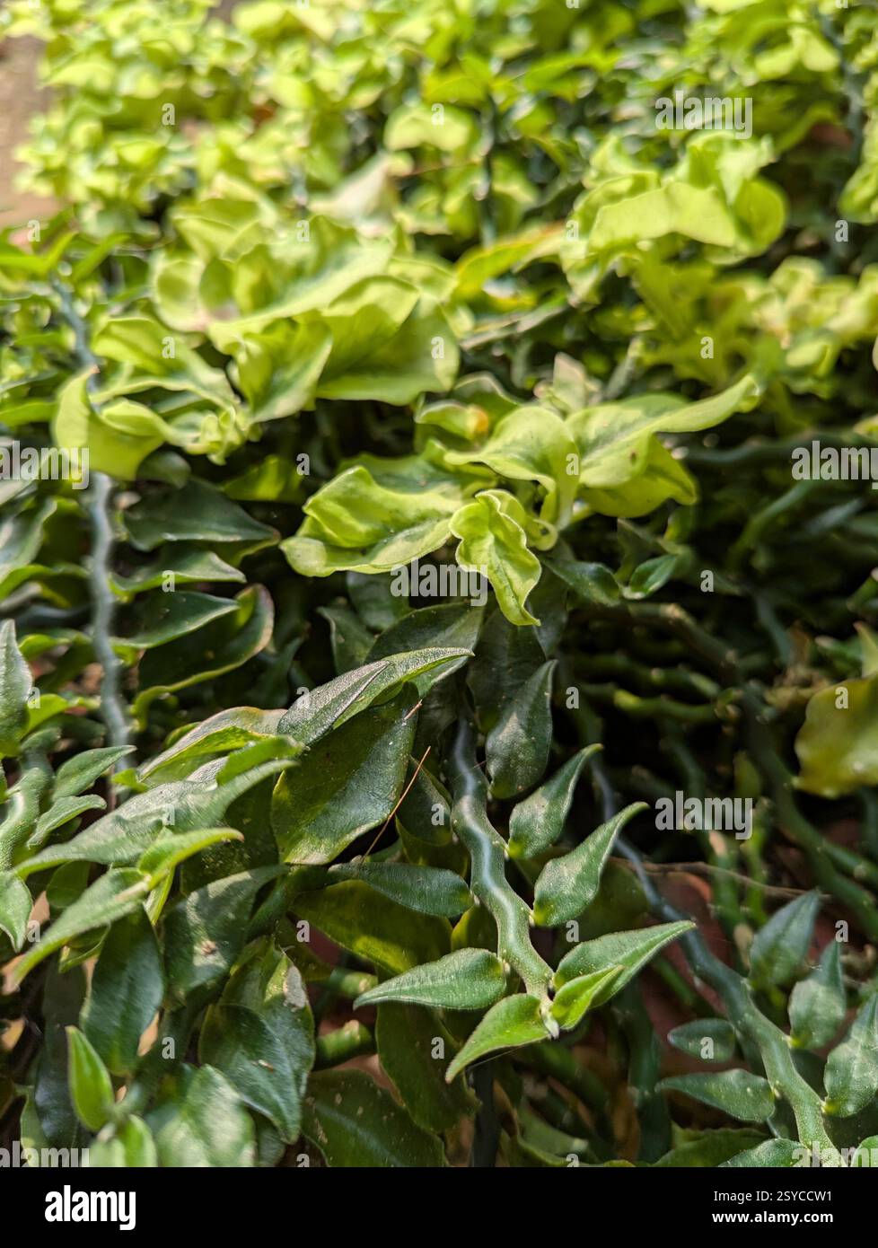 Un éclat de soleil à Colombo ! Ce souci vibrant, capturé au milieu d'une végétation luxuriante, apporte une touche de joie à ma journée. La beauté simple de la nature, perfec Banque D'Images