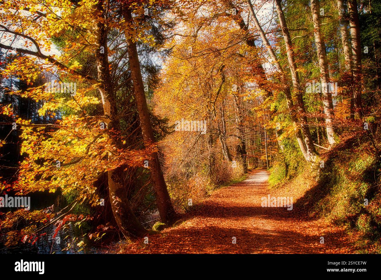 DE - BAVIÈRE : chemin forestier le long du Schlossweiher (étang du château) près de Lenggries, Oberbayern Banque D'Images
