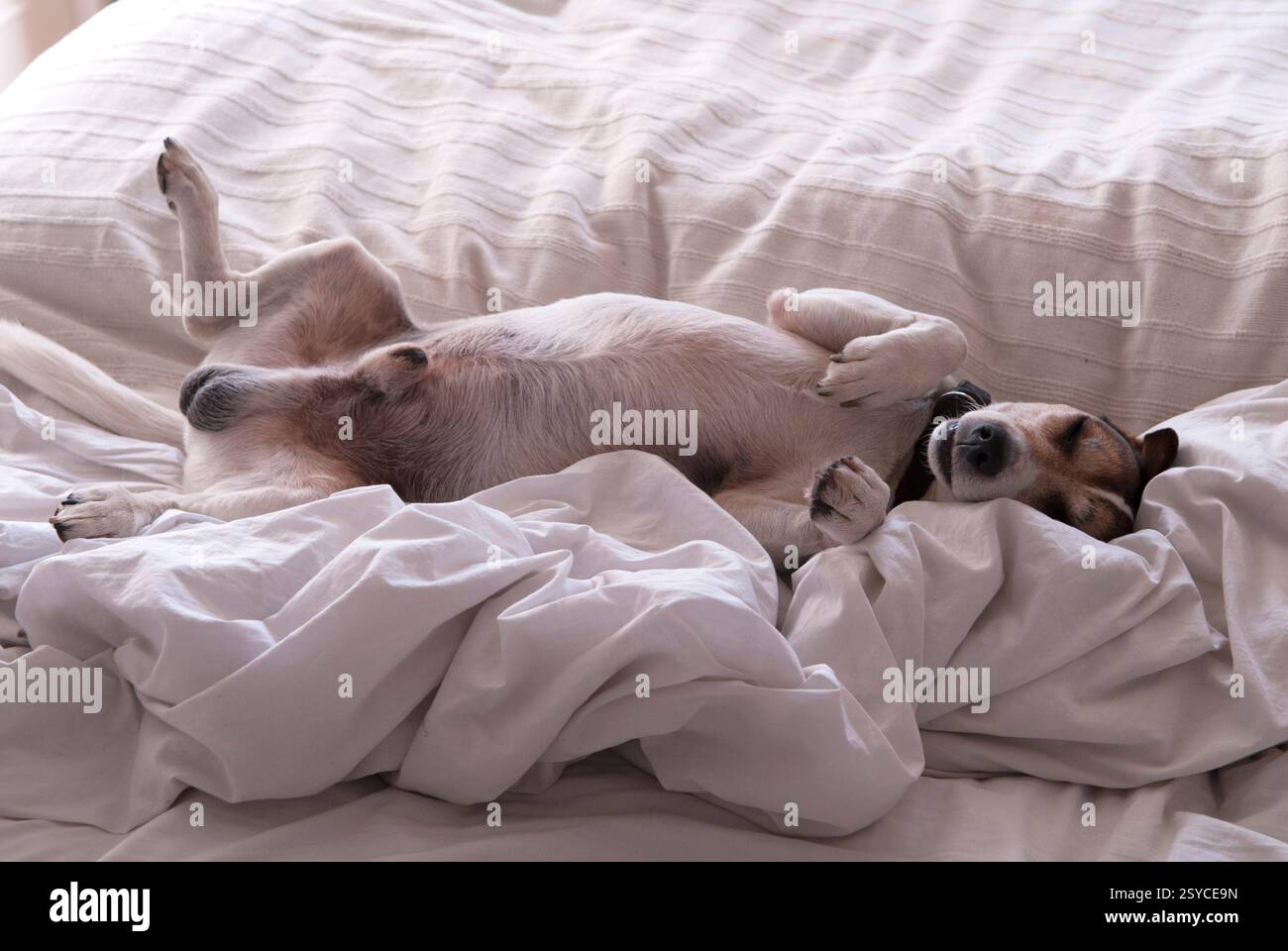 Chien endormi, dormant sur un lit non fait à l'étage. Les Britanniques aiment leurs chiens. Un homme meilleur ami, Londres Angleterre juillet 2016 2010 Royaume-Uni HOMER SYKES Banque D'Images