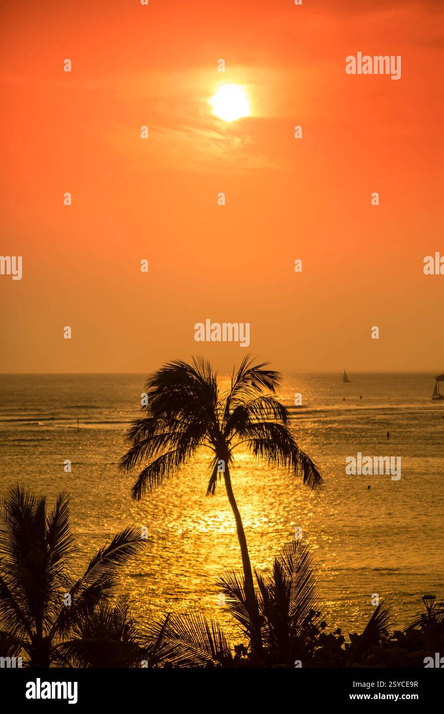 Le palmier se silhouette contre le ciel. Le soleil se couche et le ciel est orange Banque D'Images