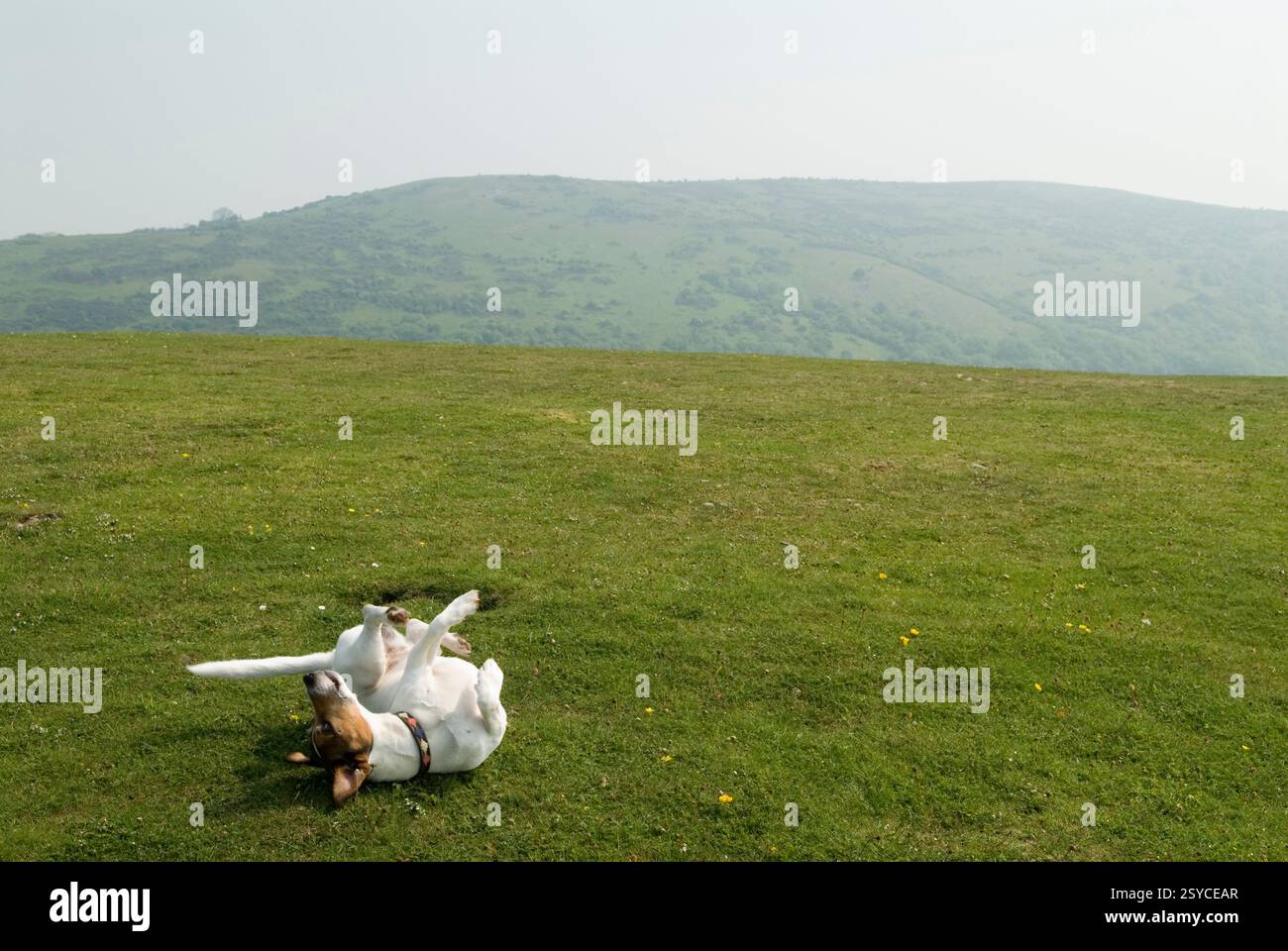 Chien heureux, un Jack Russel Terrier roulant sur le dos, grattant sur le sol. Mendip Hills, les pentes inférieures du pic Crook. Somerset 2012 2010s HOMER SYKES Banque D'Images