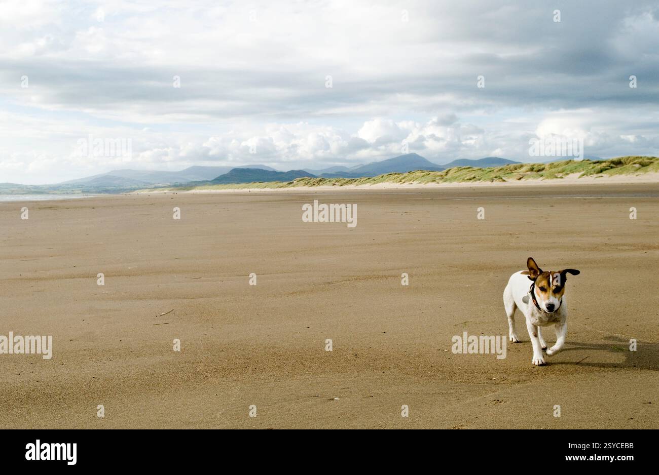 Jack Russell Terrier famille balade de chien, plage Harlech, parc national de Snowdponia à distance. Gwynedd North Wales, 28 juillet 2013 Royaume-Uni 2010s HOMER SYKES Banque D'Images