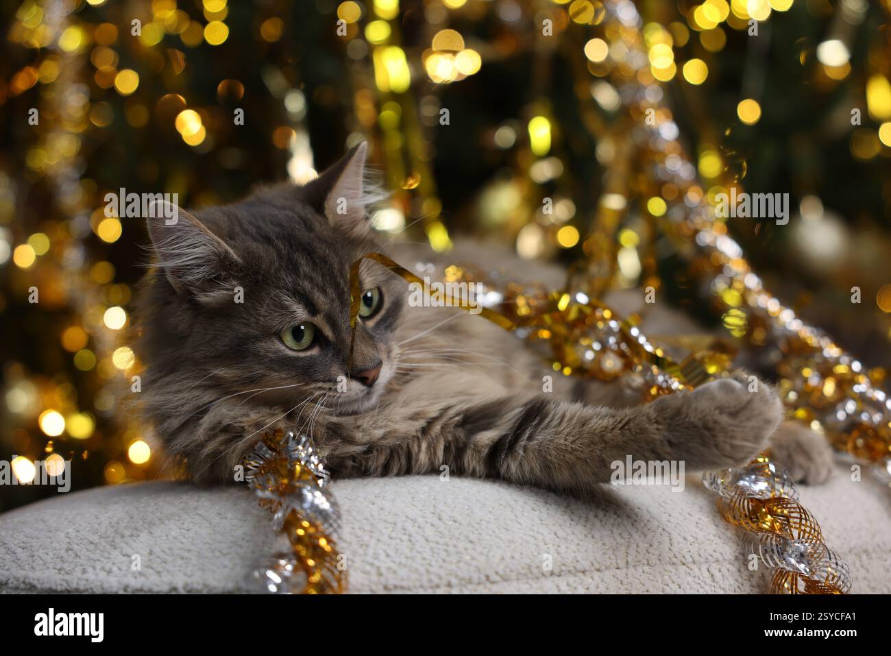 Chat mignon avec guirlandes brillantes sur le pouf contre les lumières floues. Ambiance de Noël Banque D'Images