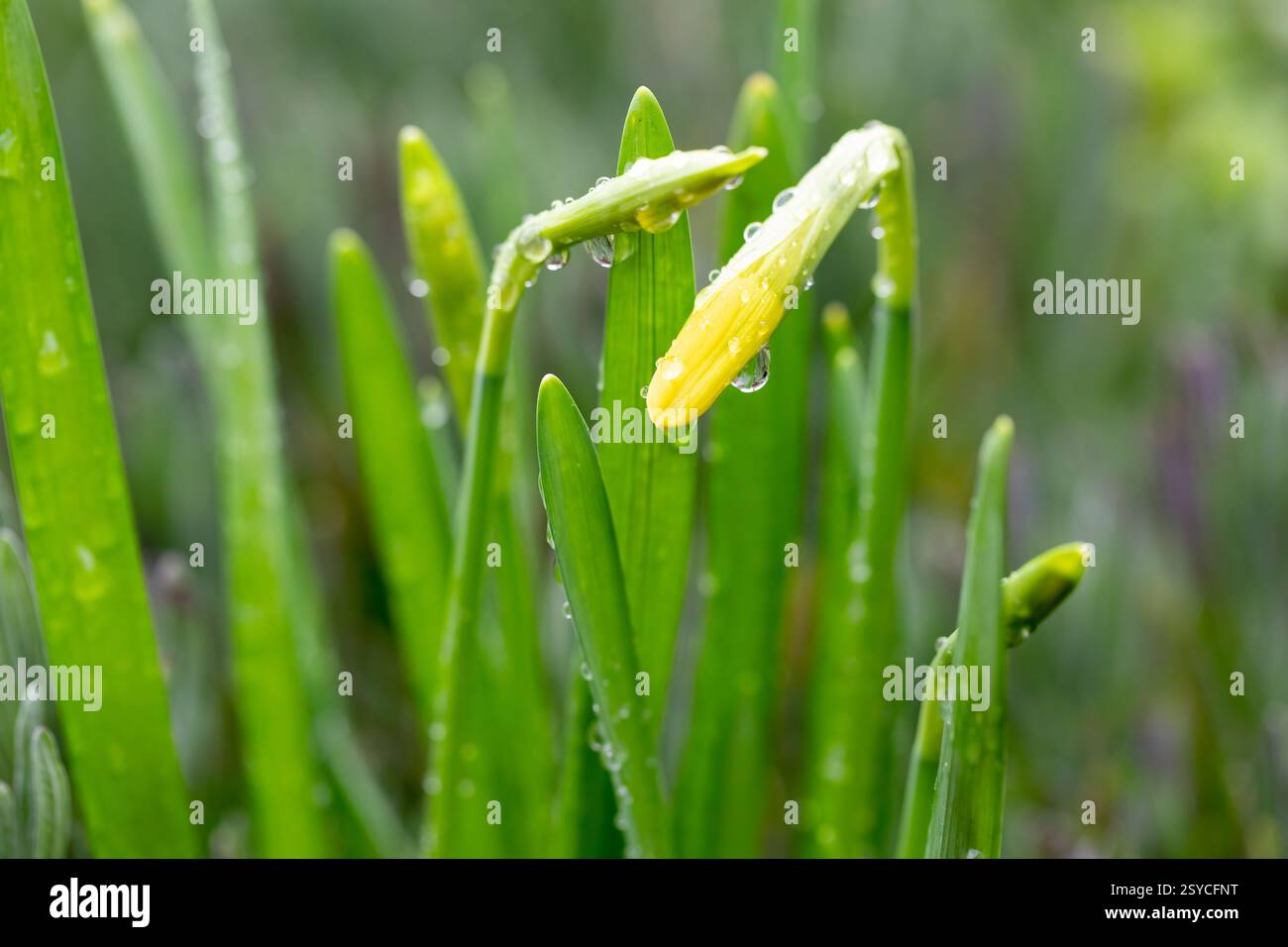 Gros plan de bourgeons de jonquille couverts de gouttes de pluie Banque D'Images
