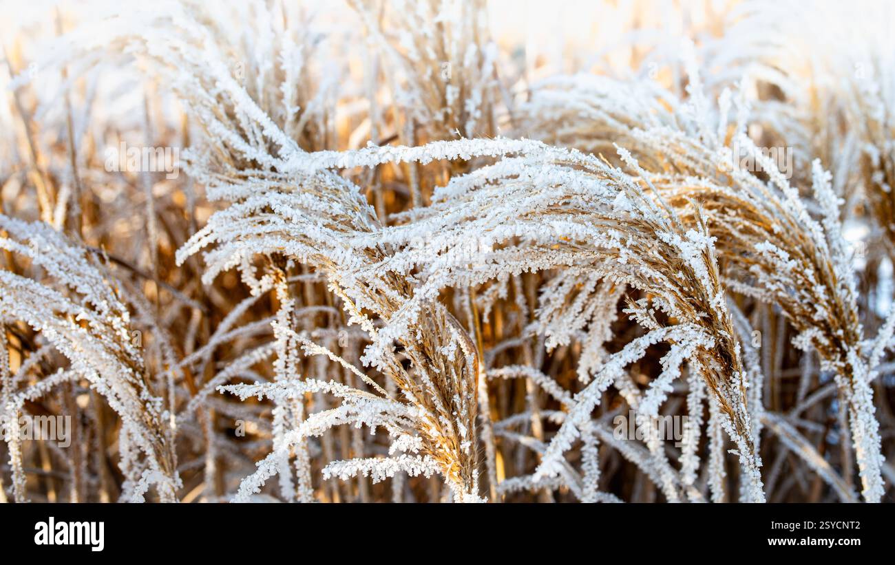 Herbe sauvage couverte de givre en hiver lumière du matin – Macro gros plan des cristaux de glace sur les plantes séchées – macro gros plan détaillé des g sauvages couvertes de givre Banque D'Images