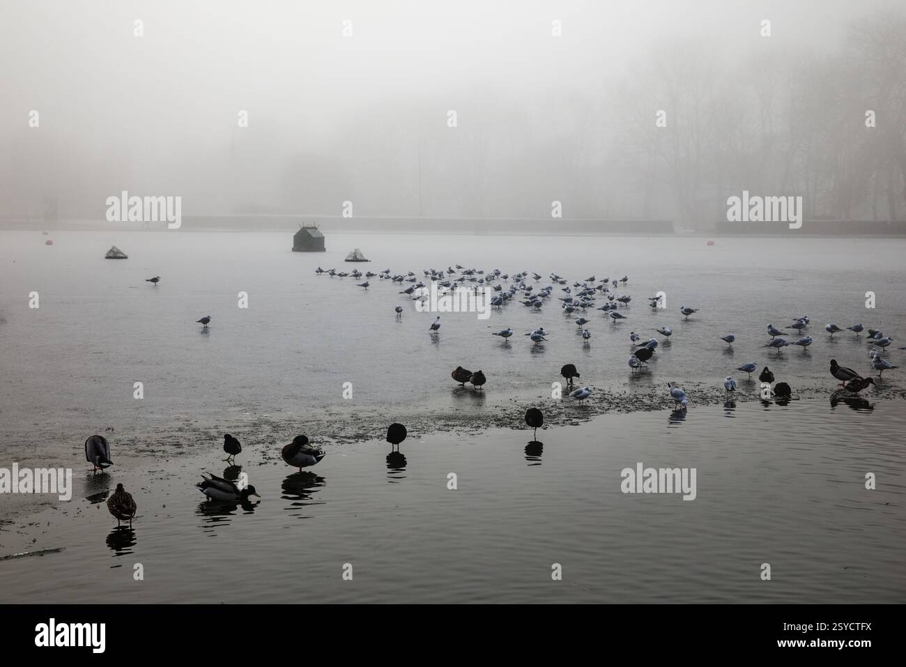 Sauvagine assise sur la glace d'un étang gelé à Clarence Park, Bury, Manchester. Banque D'Images