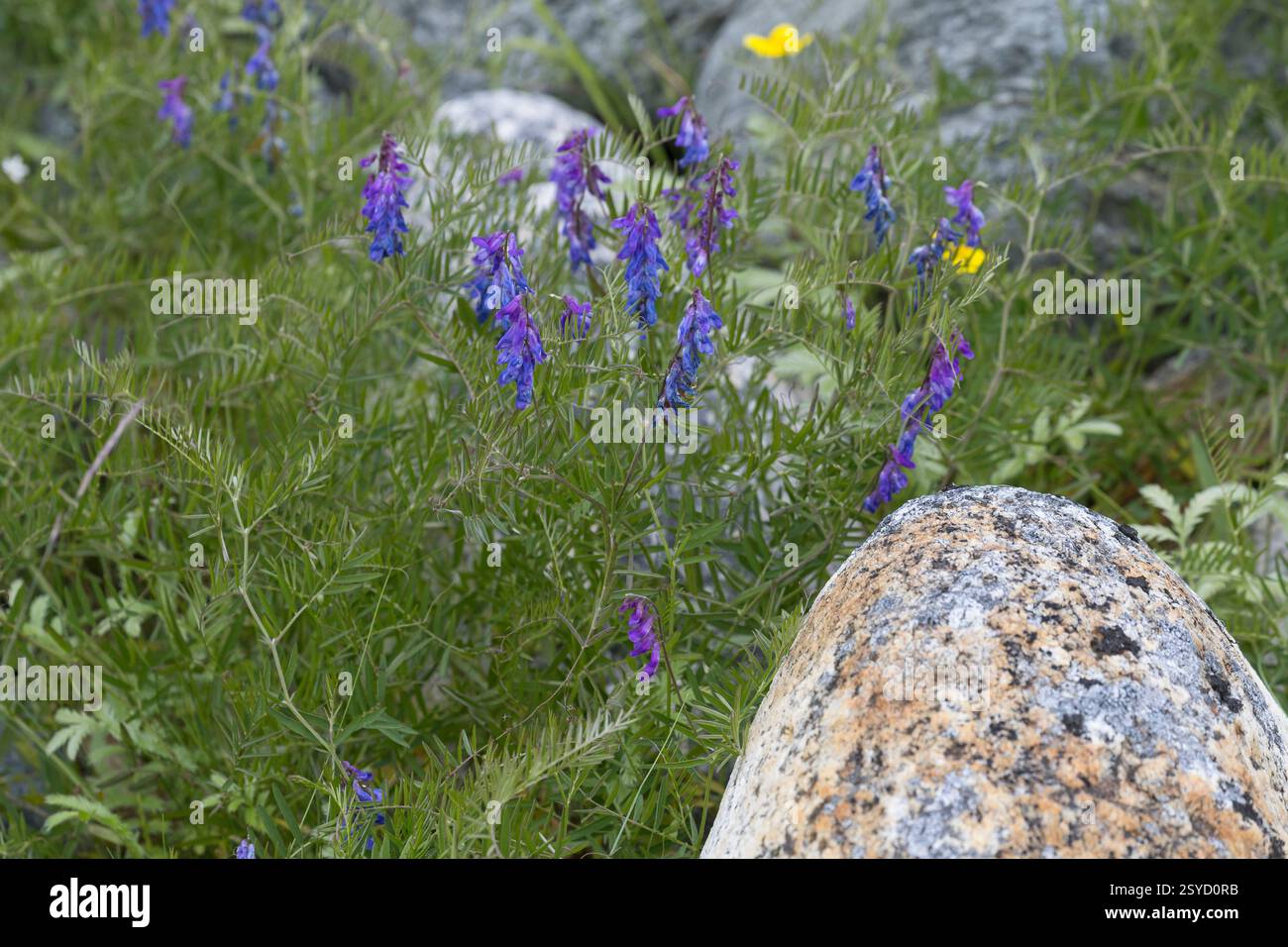 Vogel-Wicke, Vogelwicke, M. Wicke, Vicia cracca, vesce jargeau, vache, vesce vesce vesce bleu, oiseau, boréale, la vesce vesce craque Banque D'Images
