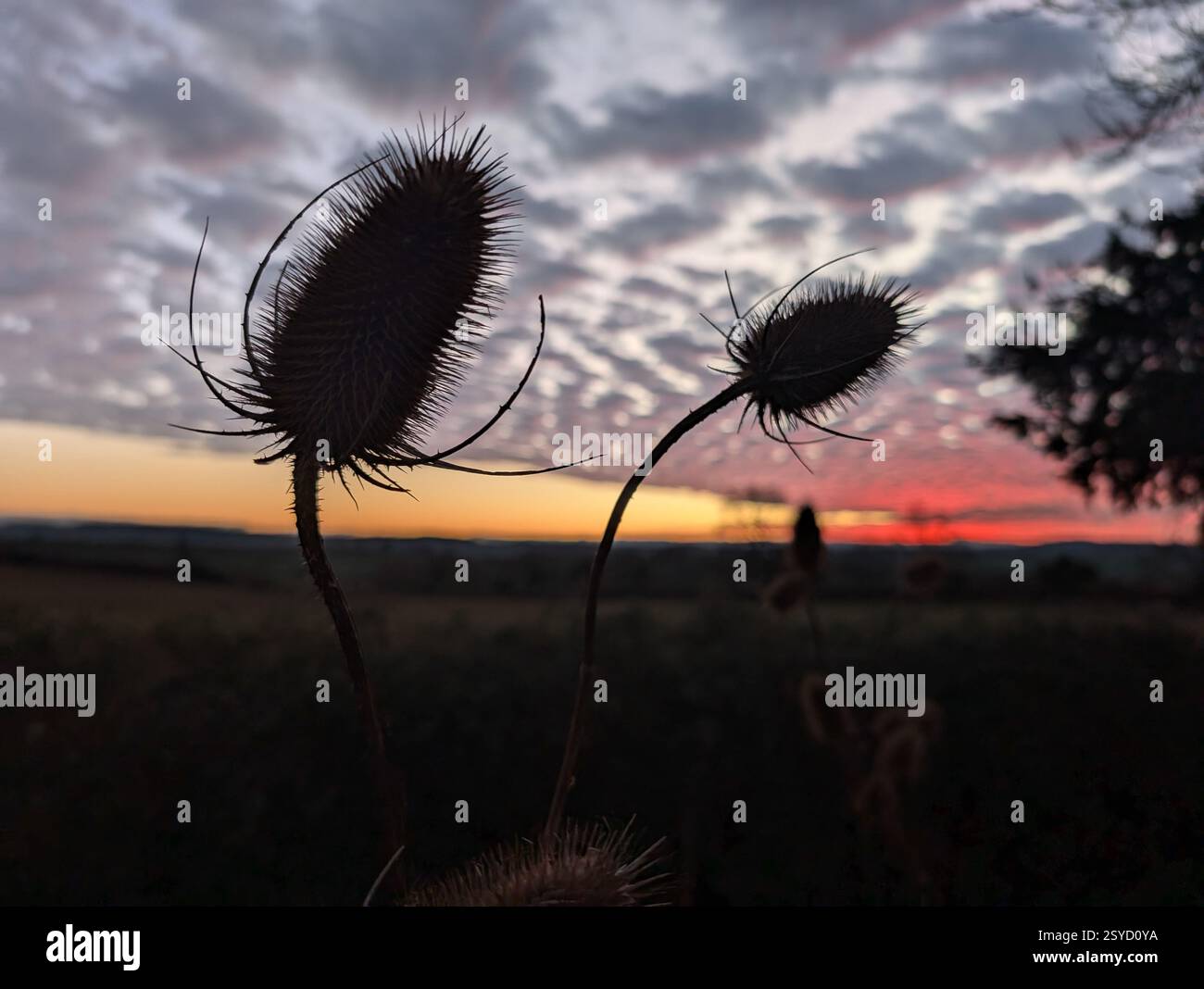 Têtes de teasel silhouettées contre le ciel spectaculaire du coucher du soleil - Image de stock capturée avec un smartphone