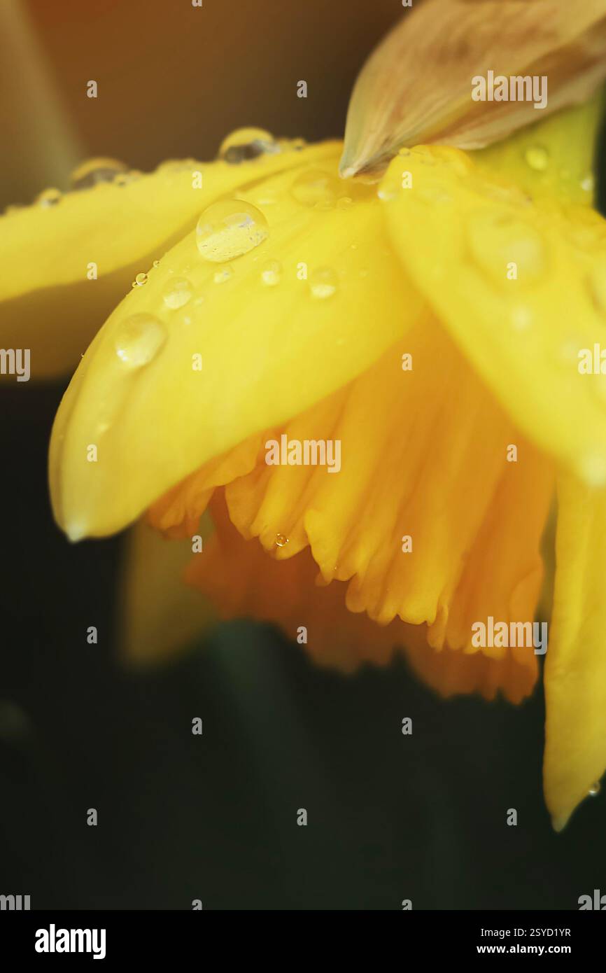Gros plan d'une jonquille jaune avec des gouttelettes d'eau fraîche sur ses pétales. Une image printanière vibrante et rafraîchissante. Banque D'Images
