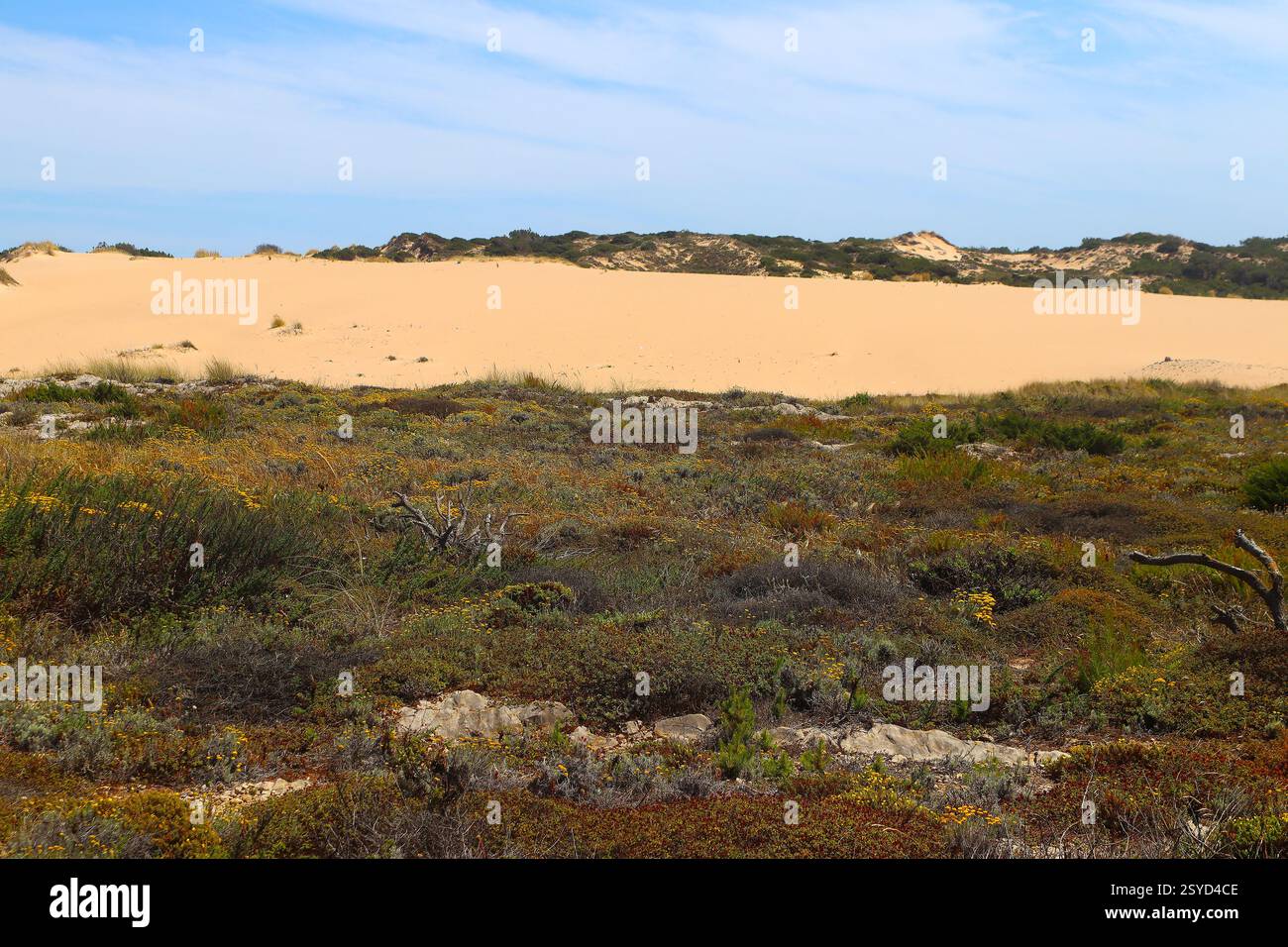 Le désert fleurit, les fleurs jaunes dans la dune de Cresmina, Banque D'Images