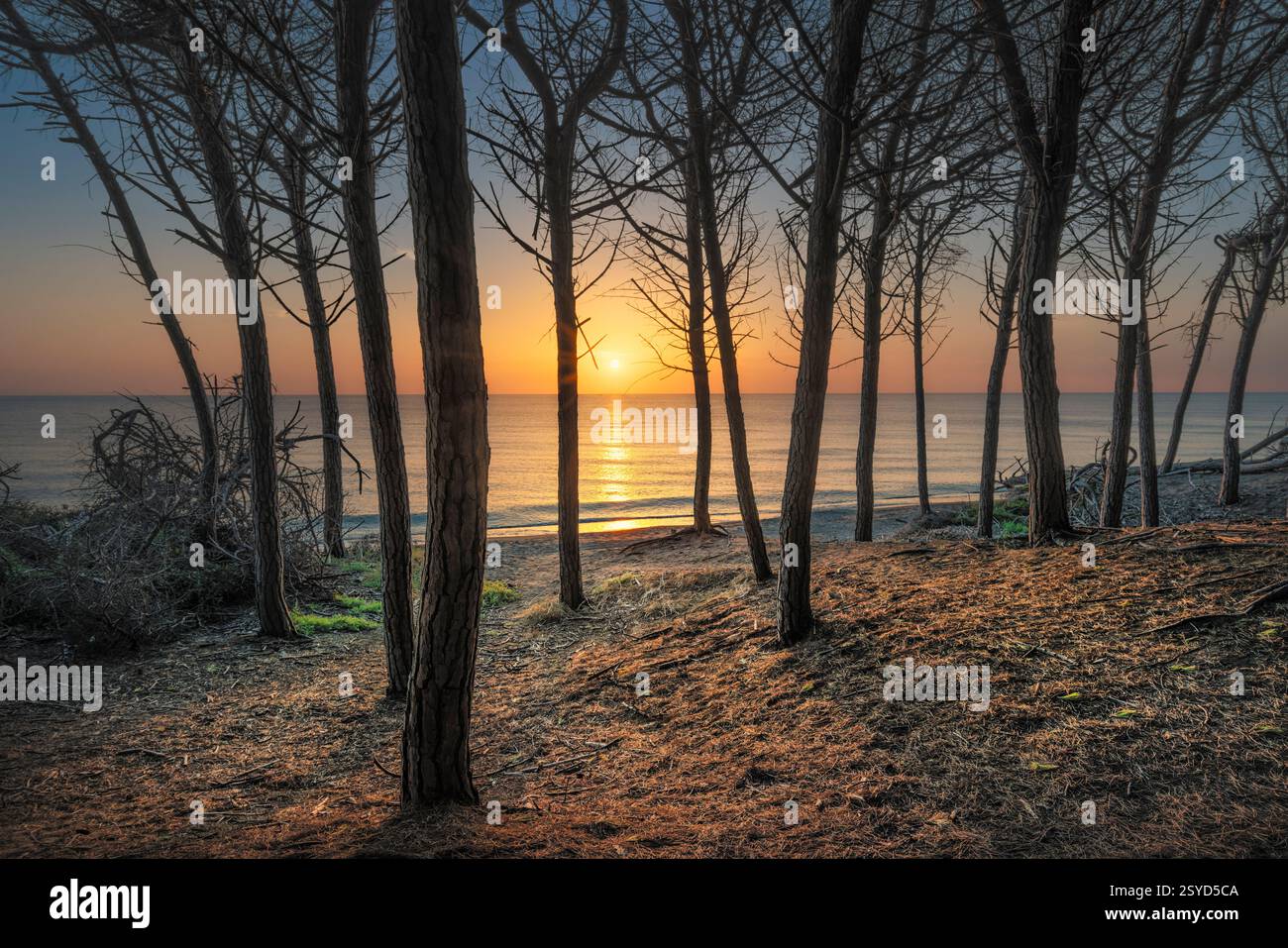 Pins en pierre, plage et mer au coucher du soleil dans le Tombolo de Cecina. Marina di Cecina destination de voyage à Alta Maremma, région Toscane, Italie Banque D'Images