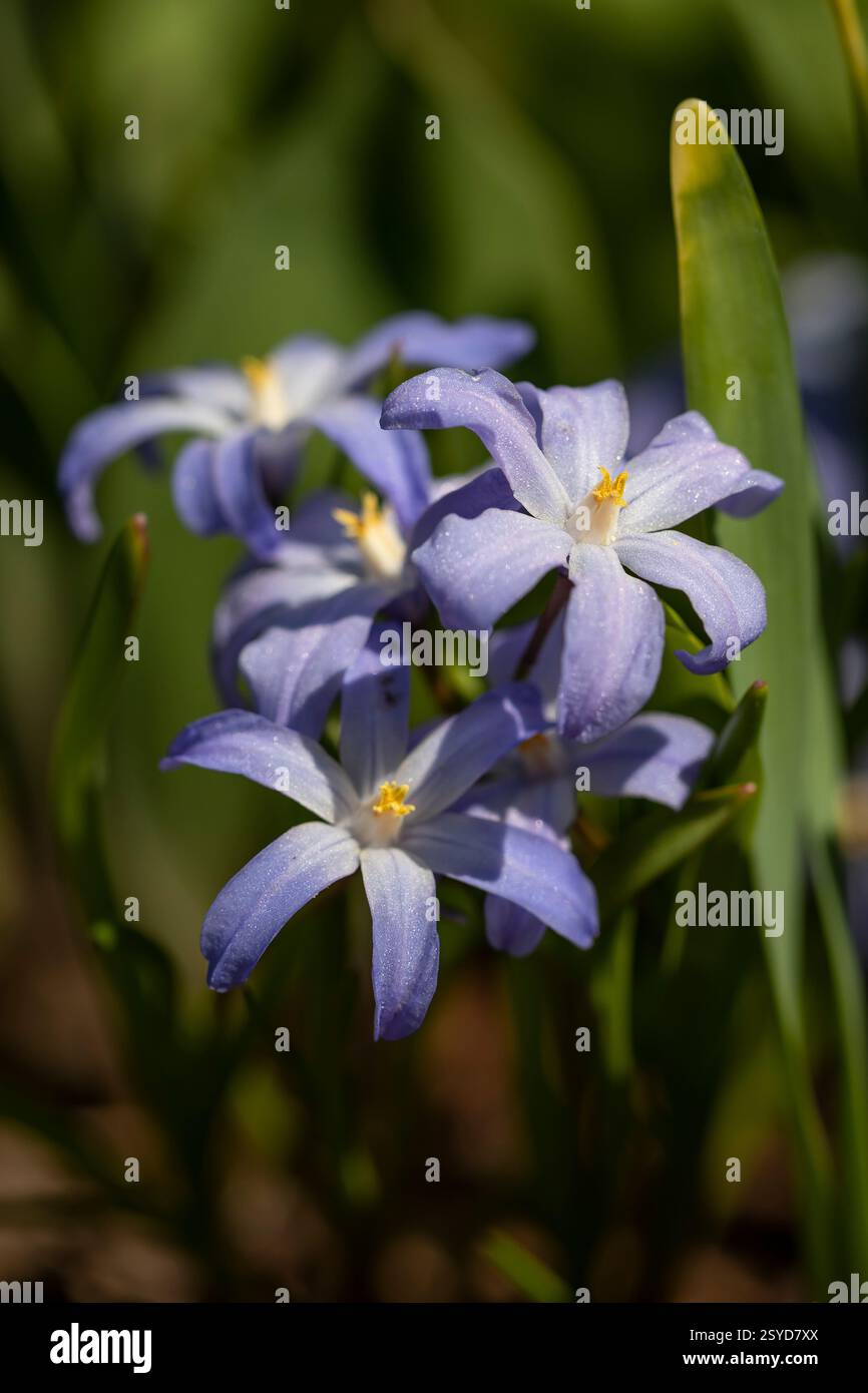 Scilla luciliae Banque D'Images