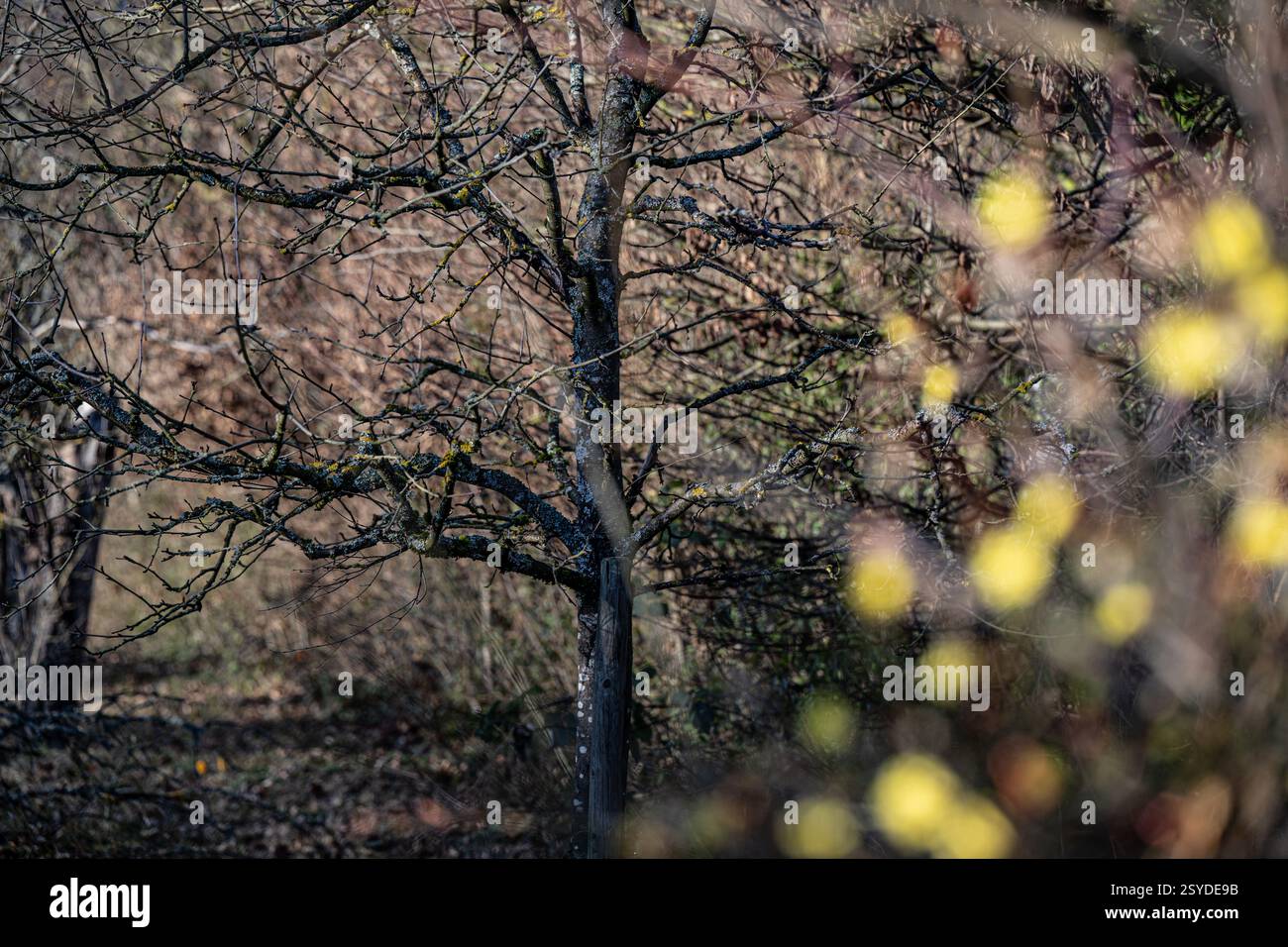 Arbre noueux et premières fleurs dans un jardin envahi par la végétation. Banque D'Images