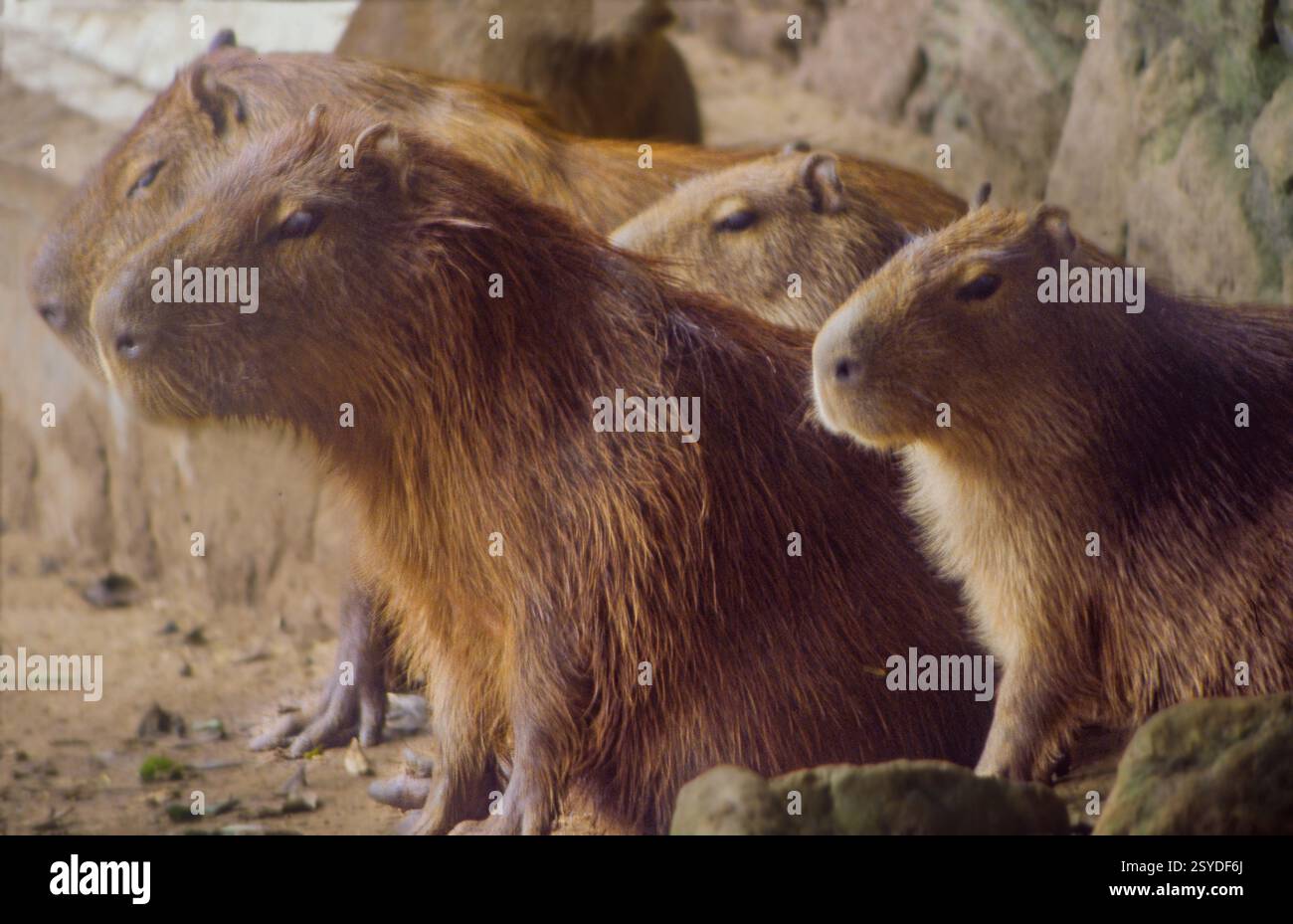 Brésil, le Capybara (Hydrochaeris hydrochaeris) est le plus grand rongeur du monde. Banque D'Images