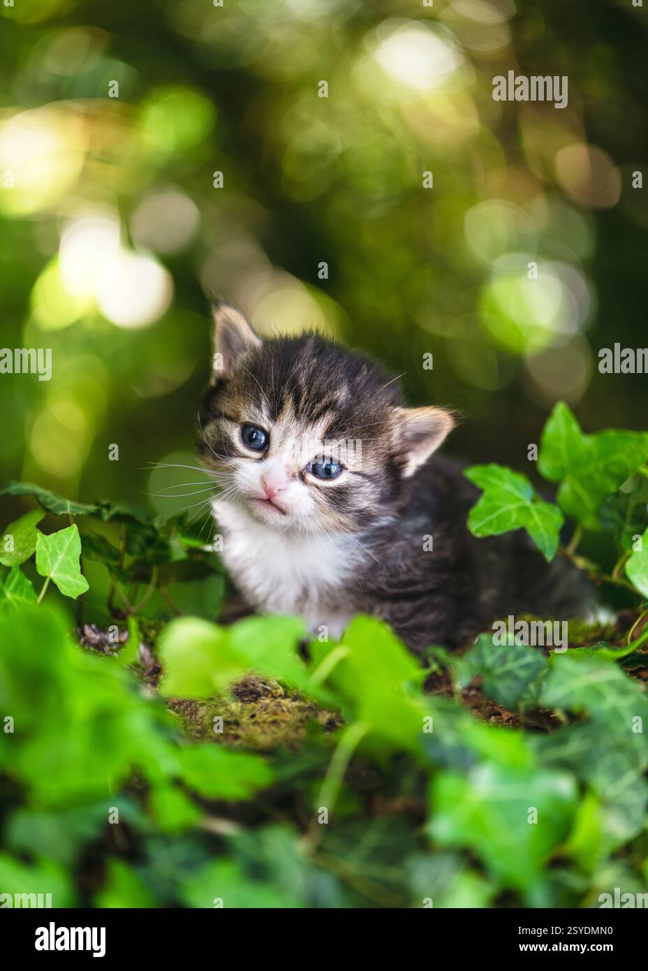 Drôle petit chaton bébé est assis im jardin et regarde quelque chose avec un regard de rêve. (Felis catus) concept de ferme naturelle. Banque D'Images