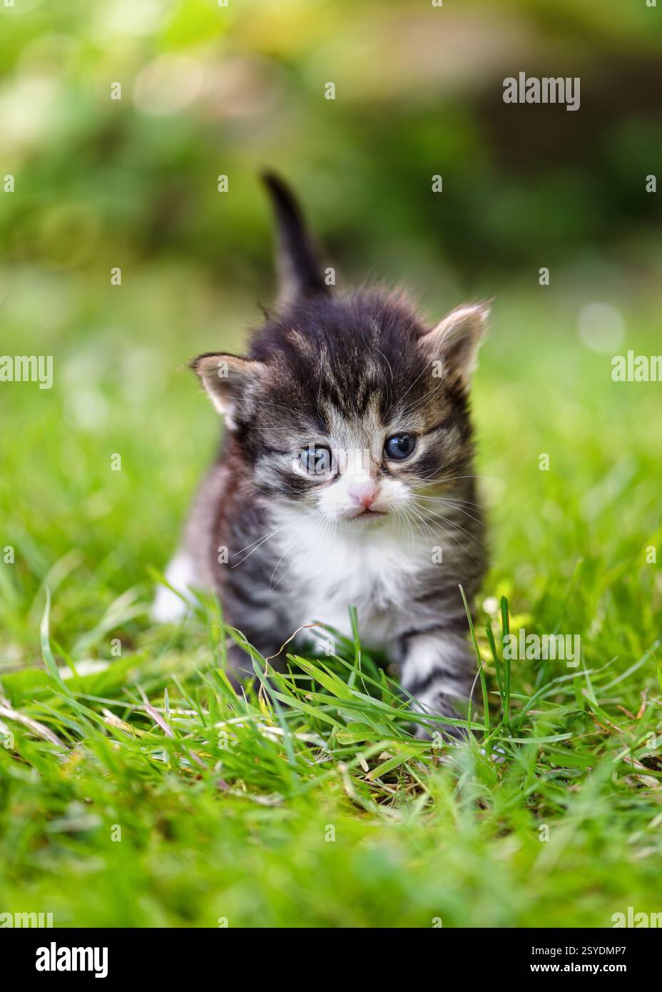 Bébé chaton gris, blanc et brun marchant dans l'herbe et regardant la caméra. (Felis catus) concept de ferme naturelle. Banque D'Images