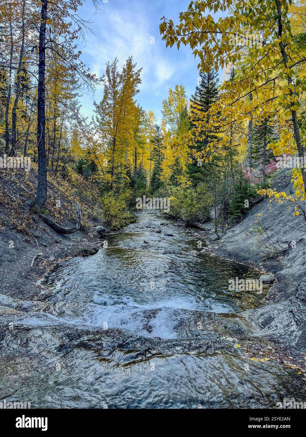 Un petit ruisseau forestier coule à travers une vallée boisée avec du feuillage d'automne. Les feuilles dorées contrastent avec les arbres à feuilles persistantes sous un ciel bleu, créant une mer Banque D'Images