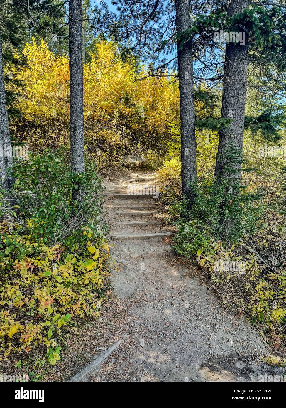 Un sentier de randonnée en forêt comporte des marches en bois menant à un sentier de terre, entouré d'arbres et de feuillage d'automne. La lumière du soleil met en évidence les feuilles dorées A. Banque D'Images