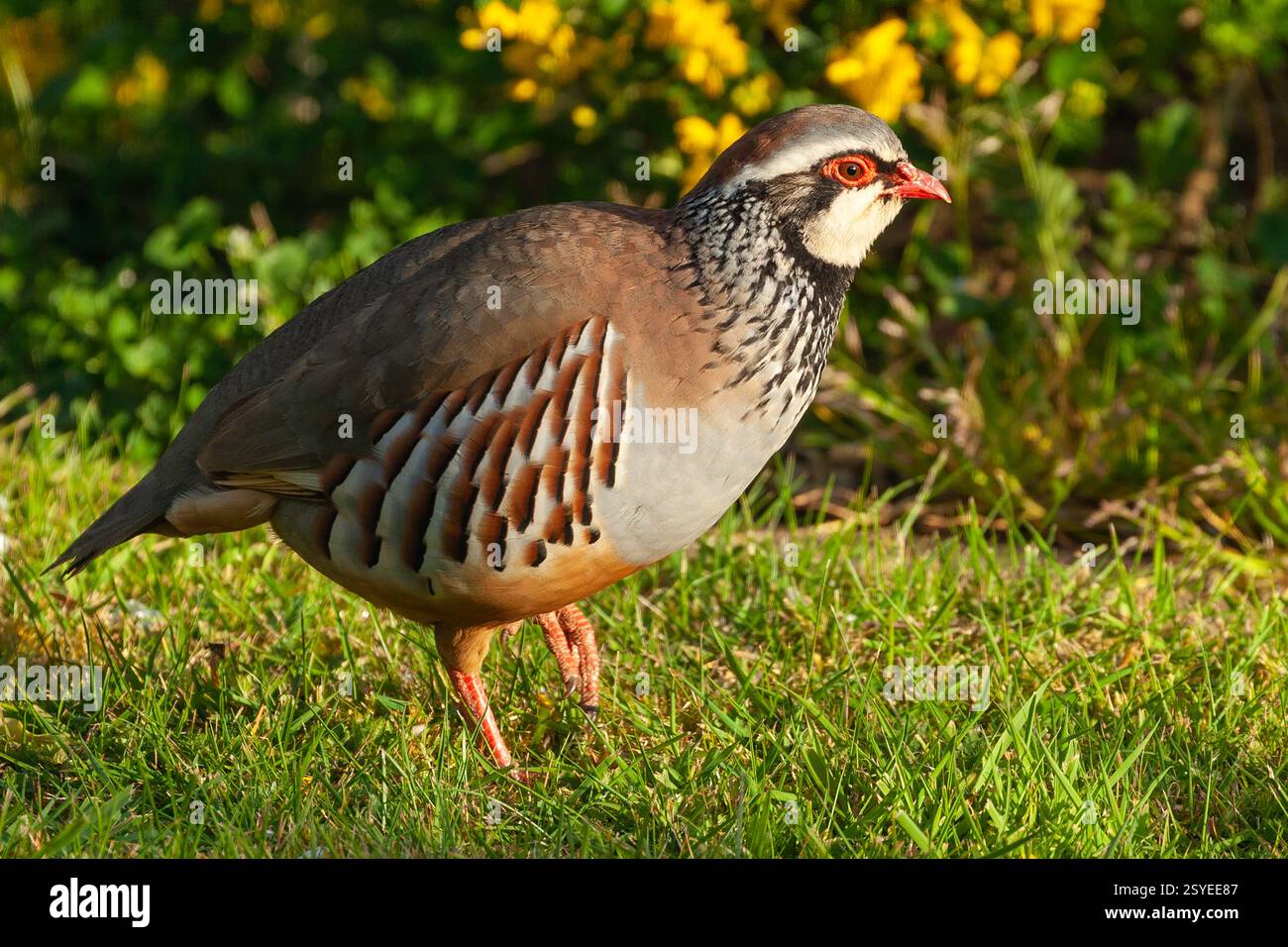 Perdrix mâle à pattes rouges de près dans le jardin avec la lumière du soleil du matin dans le Norfolk Angleterre. Belles plumes colorées et marques Banque D'Images