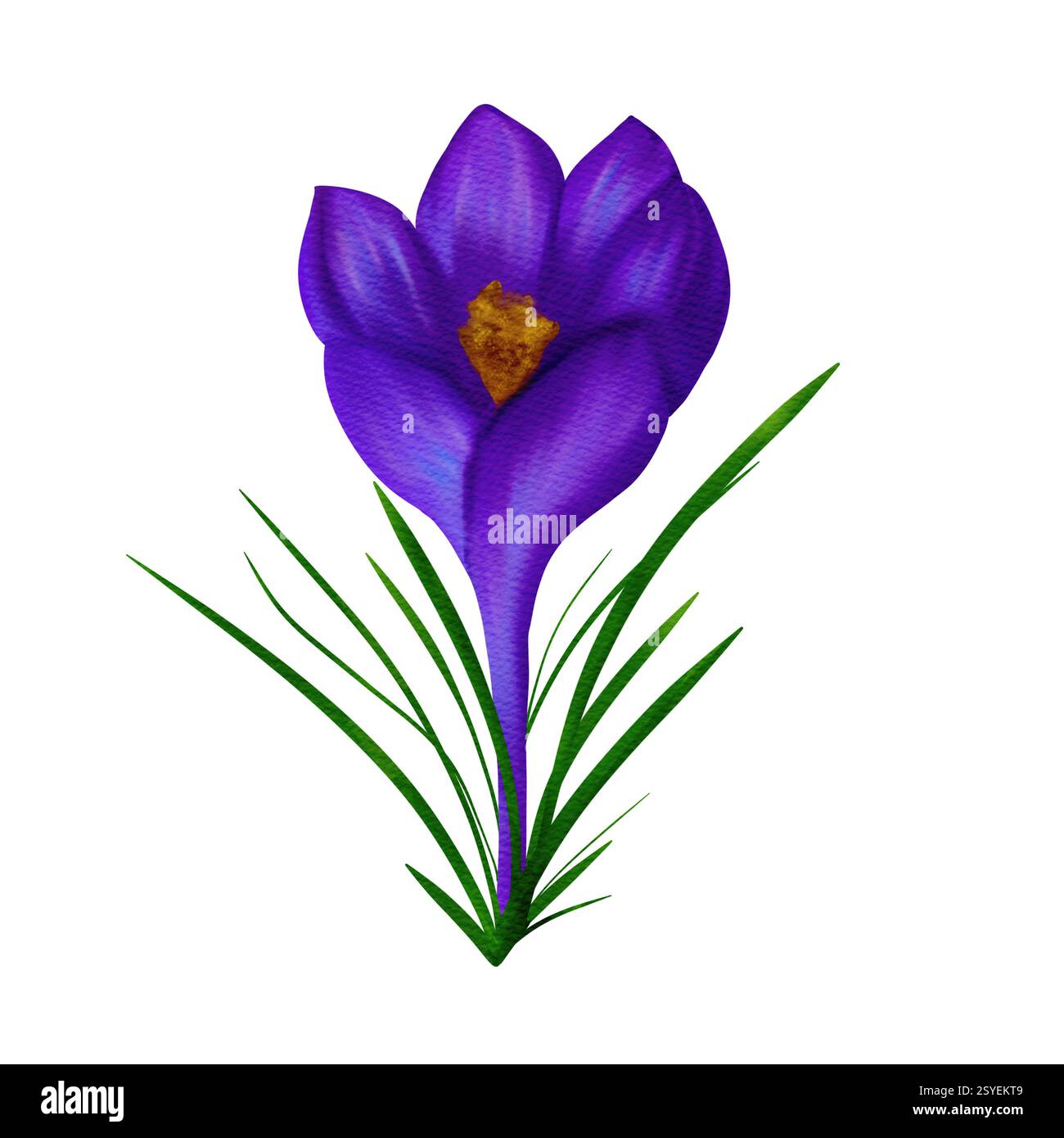 Merveilleux crocus de Pâques violet. Illustration numérique aquarelle, objet isolé d'un grand ensemble Banque D'Images