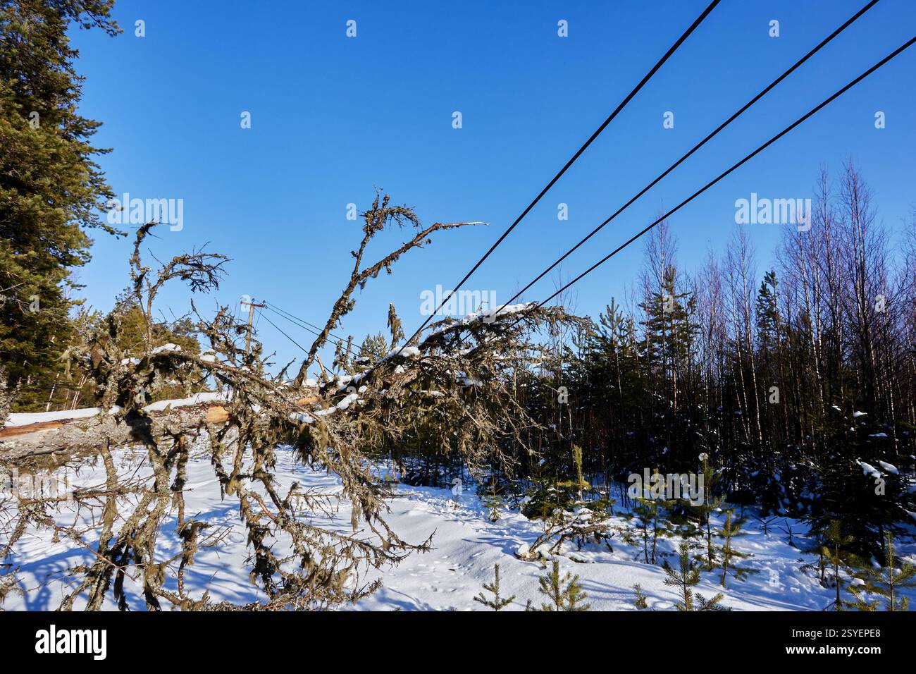 Flèche de ligne évidente lorsque l'arbre tombé pèse les conducteurs de câble d'alimentation du système électrique rural présentant un scénario dangereux panne de courant probable, i Banque D'Images