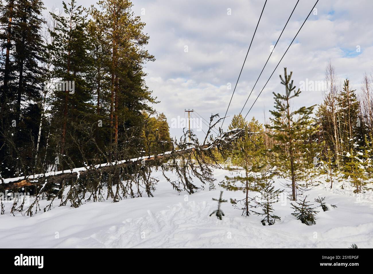 Un arbre tombé entre en contact avec les conducteurs sous tension de la ligne aérienne de transmission, créant un risque potentiel d'électrocution pour le public et la faune au milieu de la neige, Banque D'Images