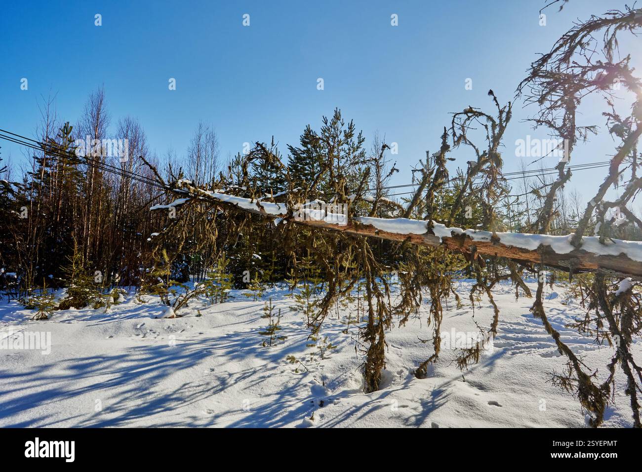 Risque d'électrocution un arbre tombé important touche les lignes à haute tension gestion de la végétation crucial prévenir les incidents futurs réparations rapides minimiser l Banque D'Images