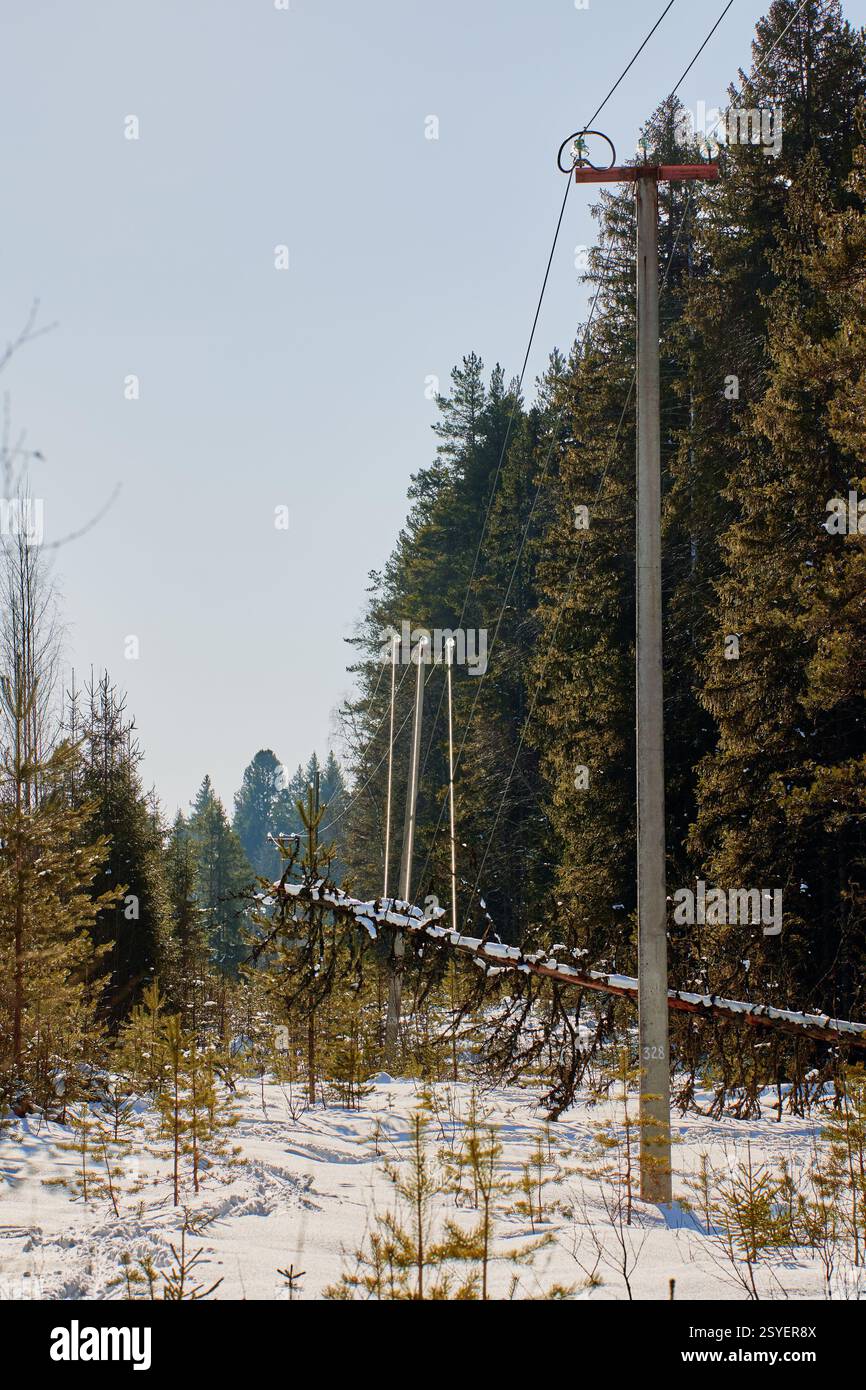 Dommages aux conducteurs le stress évident des arbres tombés augmente le fléchissement de la ligne posant un risque d'électrocution gestion de la végétation essentielle prévenir d'autres incidents R Banque D'Images