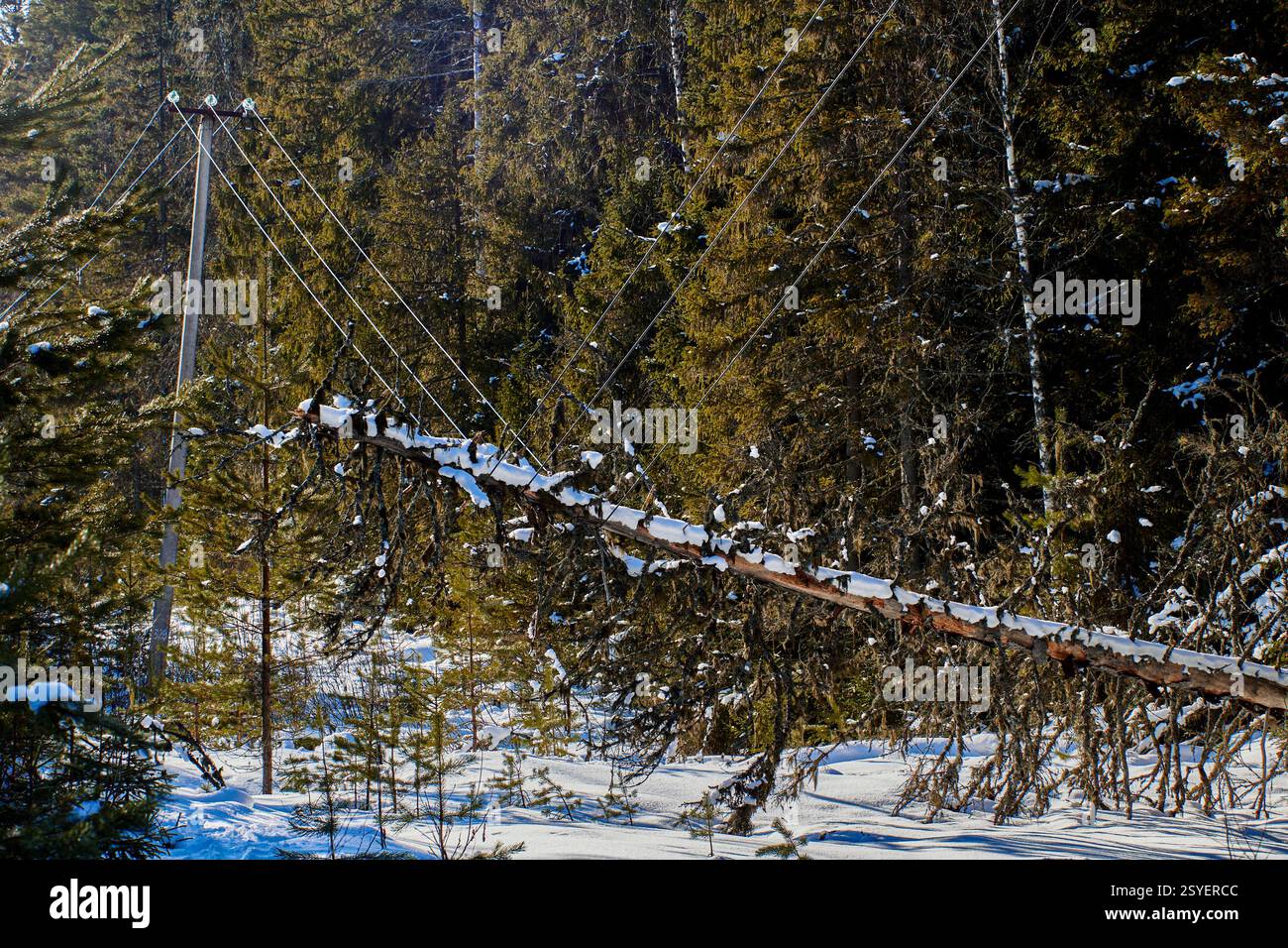 L'arbre sec abattu par le vent sur des lignes à haute tension amène les conducteurs près du sol, ce qui représente une menace d'électrocution importante, en particulier pour les animaux dans lesquels vivent les humains Banque D'Images