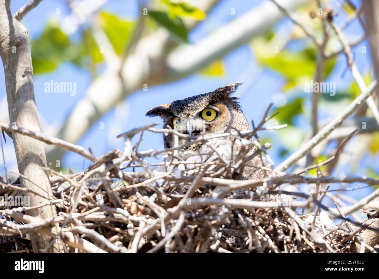 Grand hibou à cornes adulte en gros plan sur nid Banque D'Images