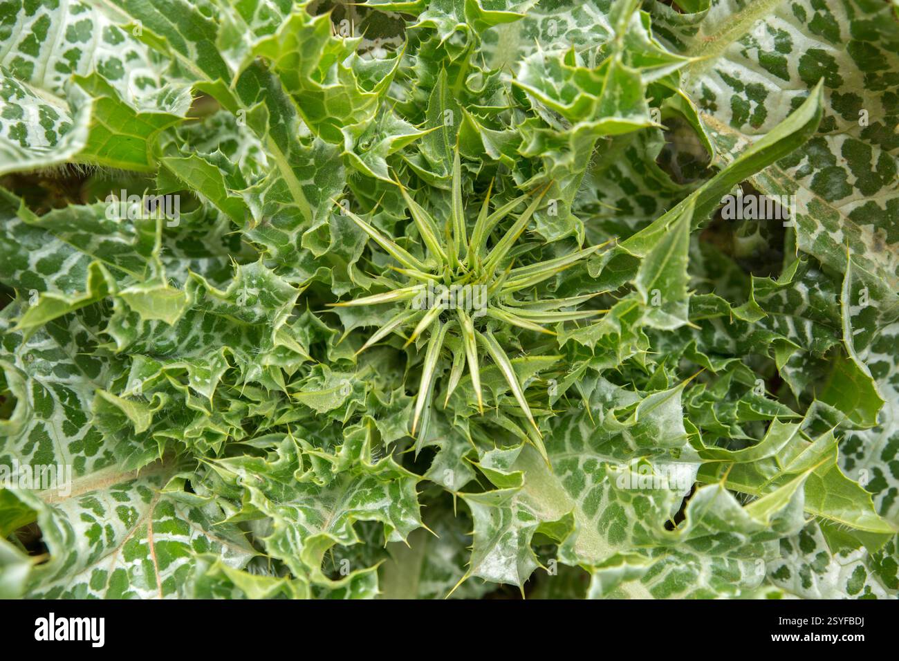 Gros plan au-dessus d'un chardon Marie (Silybum marianum) avec un bourgeon épi et des feuilles détaillées qui remplissent tout l'arrière-plan Banque D'Images