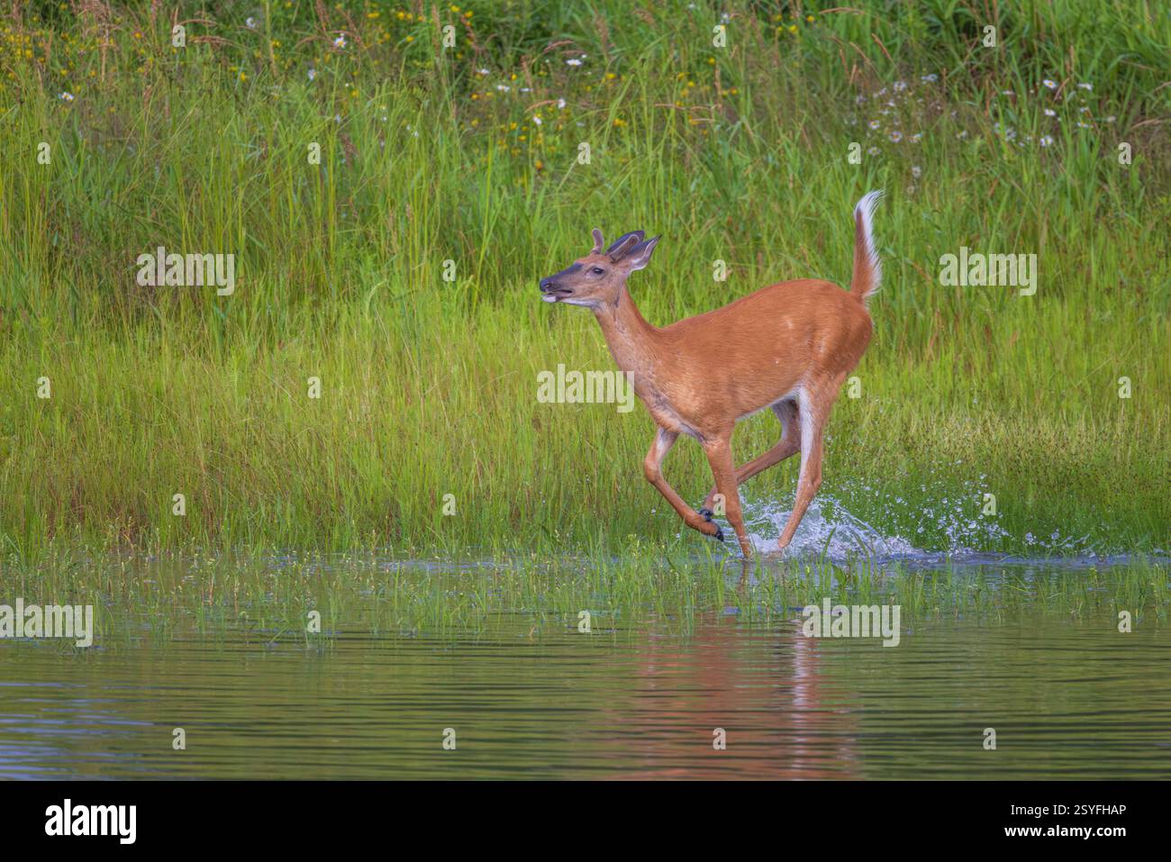 Buck à queue blanche un soir de juillet dans le nord du Wisconsin. Banque D'Images
