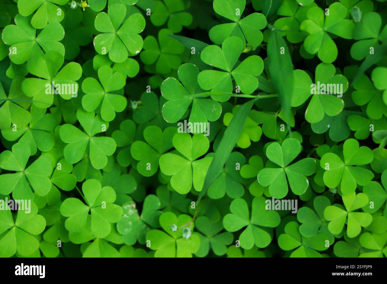 trèfle à quatre feuilles sur fond vert shamrock Banque D'Images