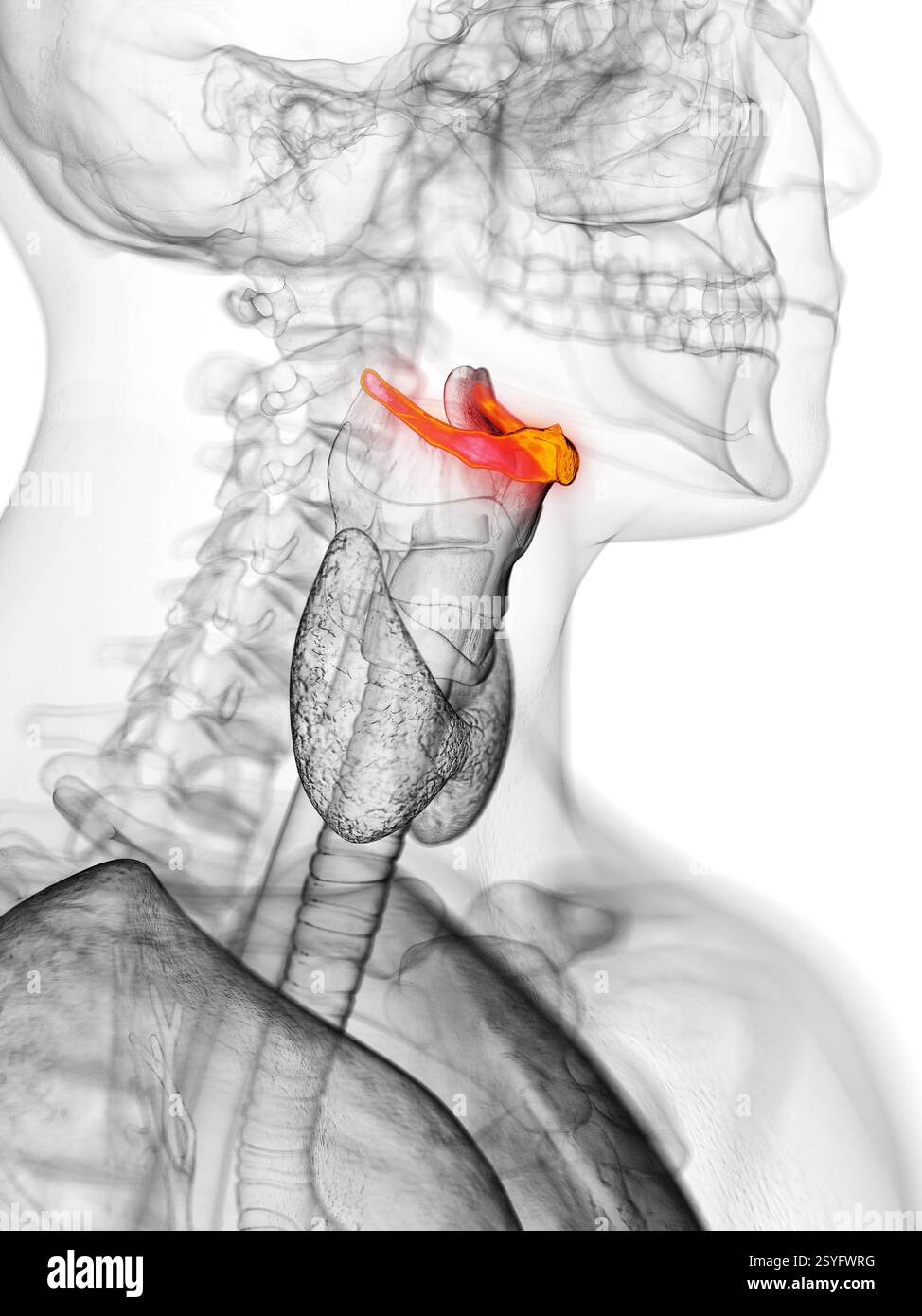 OS hyoïde, illustration. Banque D'Images