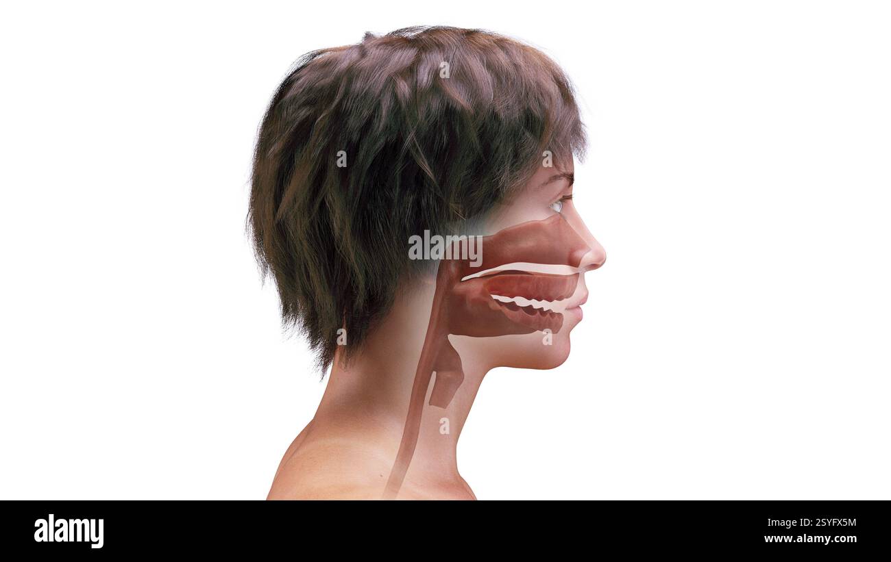 Voies aériennes supérieures féminines, illustration. Banque D'Images