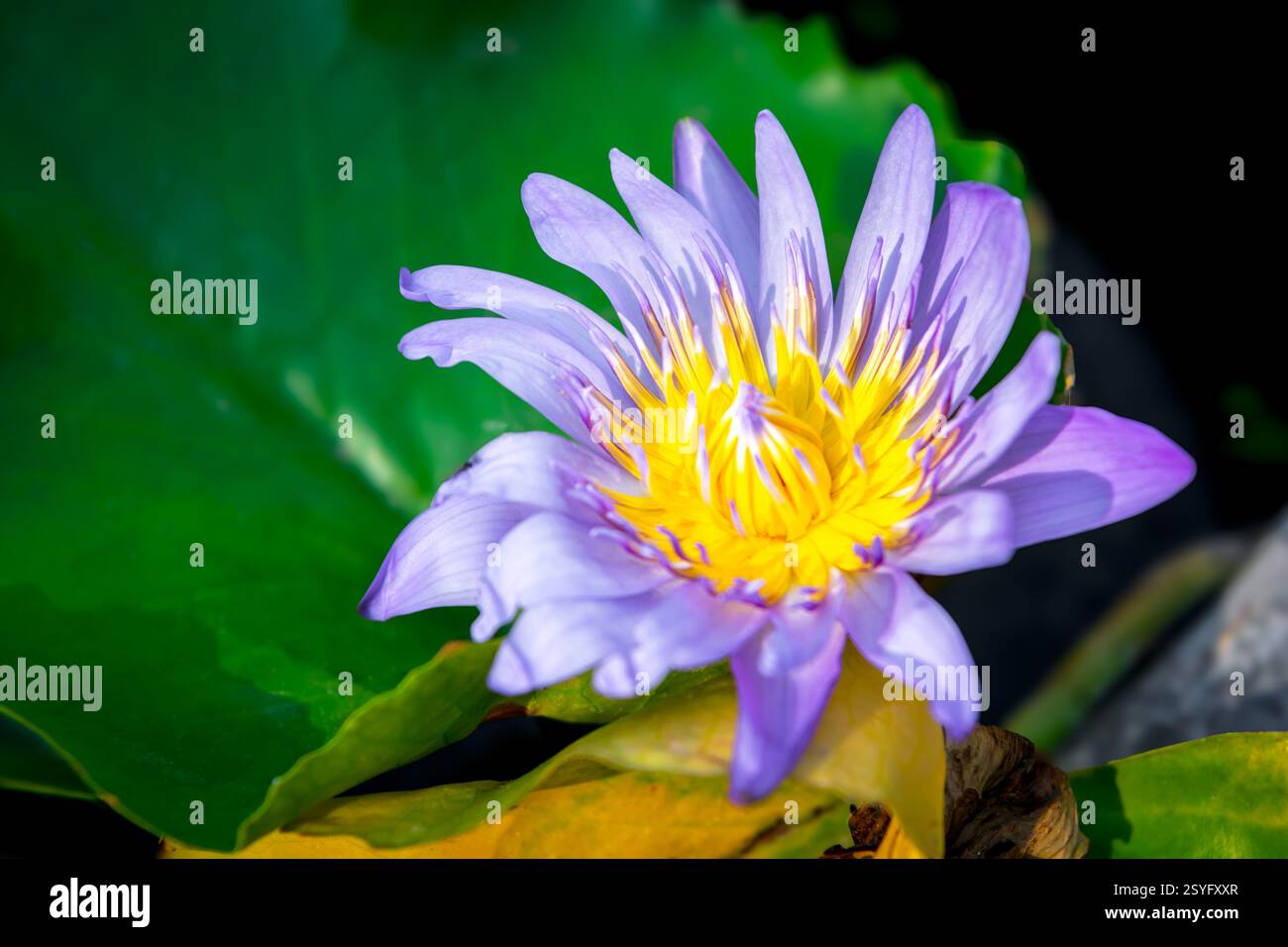 Fleur de Lotus (Lotus, nénuphar, nénuphar tropical ou Nymphaea nouchali) couleur blanche et violette, fleurs naturellement belles dans le jardin Banque D'Images