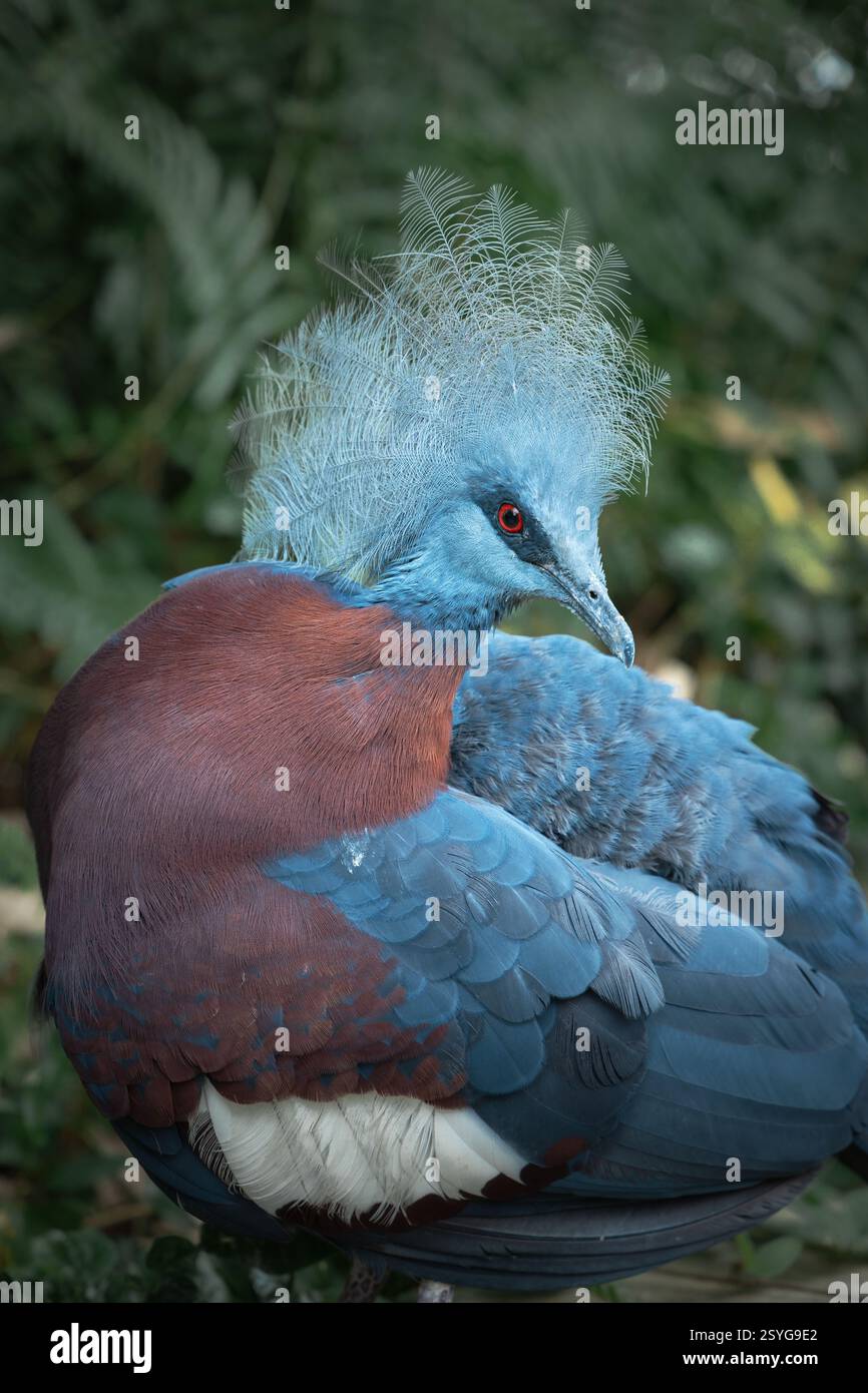 Magnifique pigeon corsé coloré de Sclater Banque D'Images